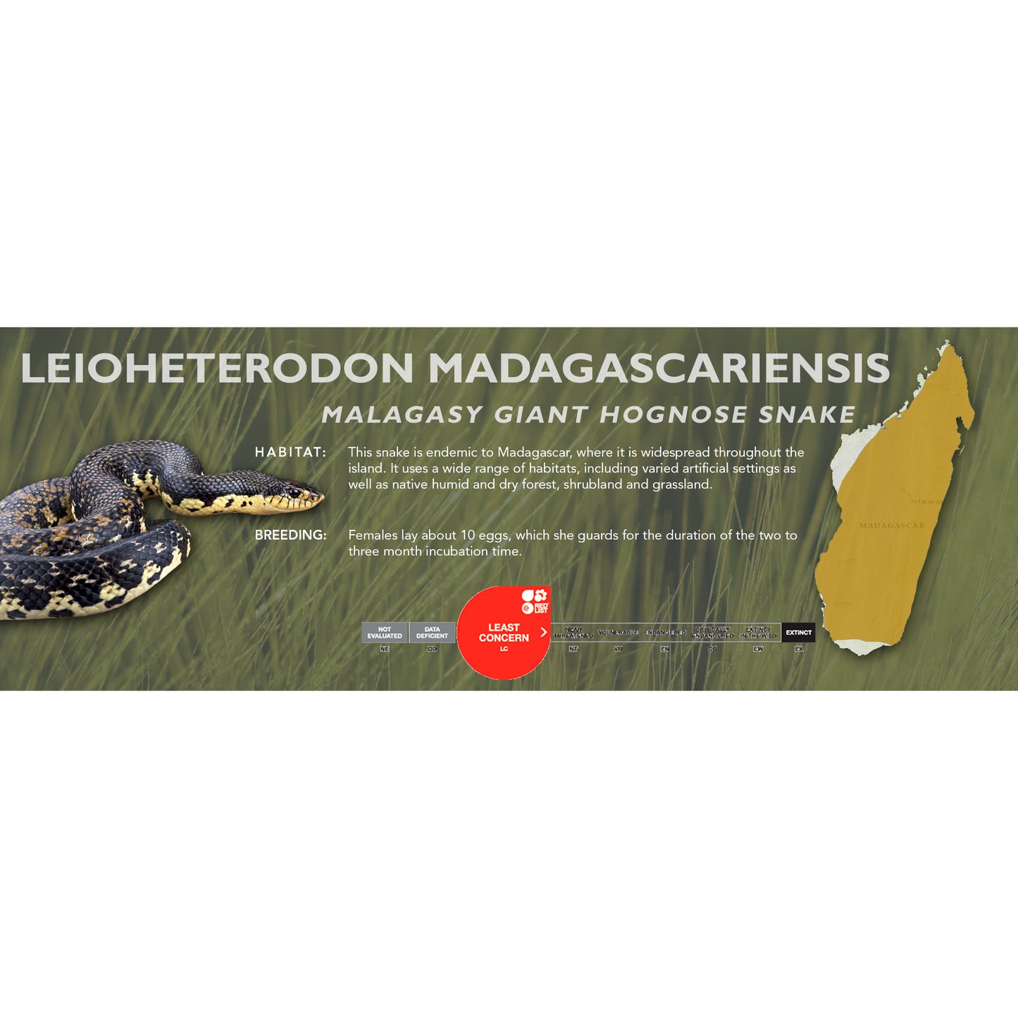 Malagasy Giant Hognose Snake (Leioheterodon madagascariensis) Classic Vivarium Label