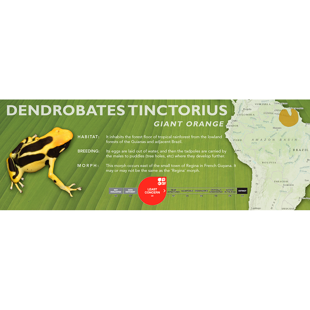 Dendrobates tinctorius - Classic Vivarium Label