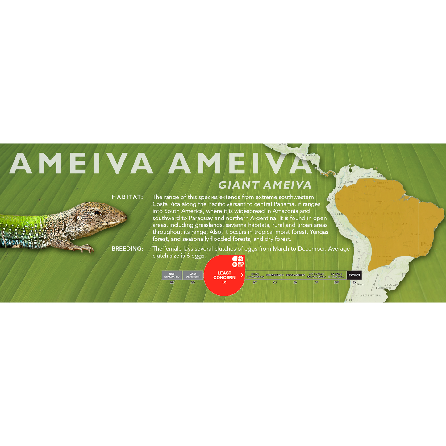 Giant Ameiva (Ameiva ameiva) Classic Vivarium Label
