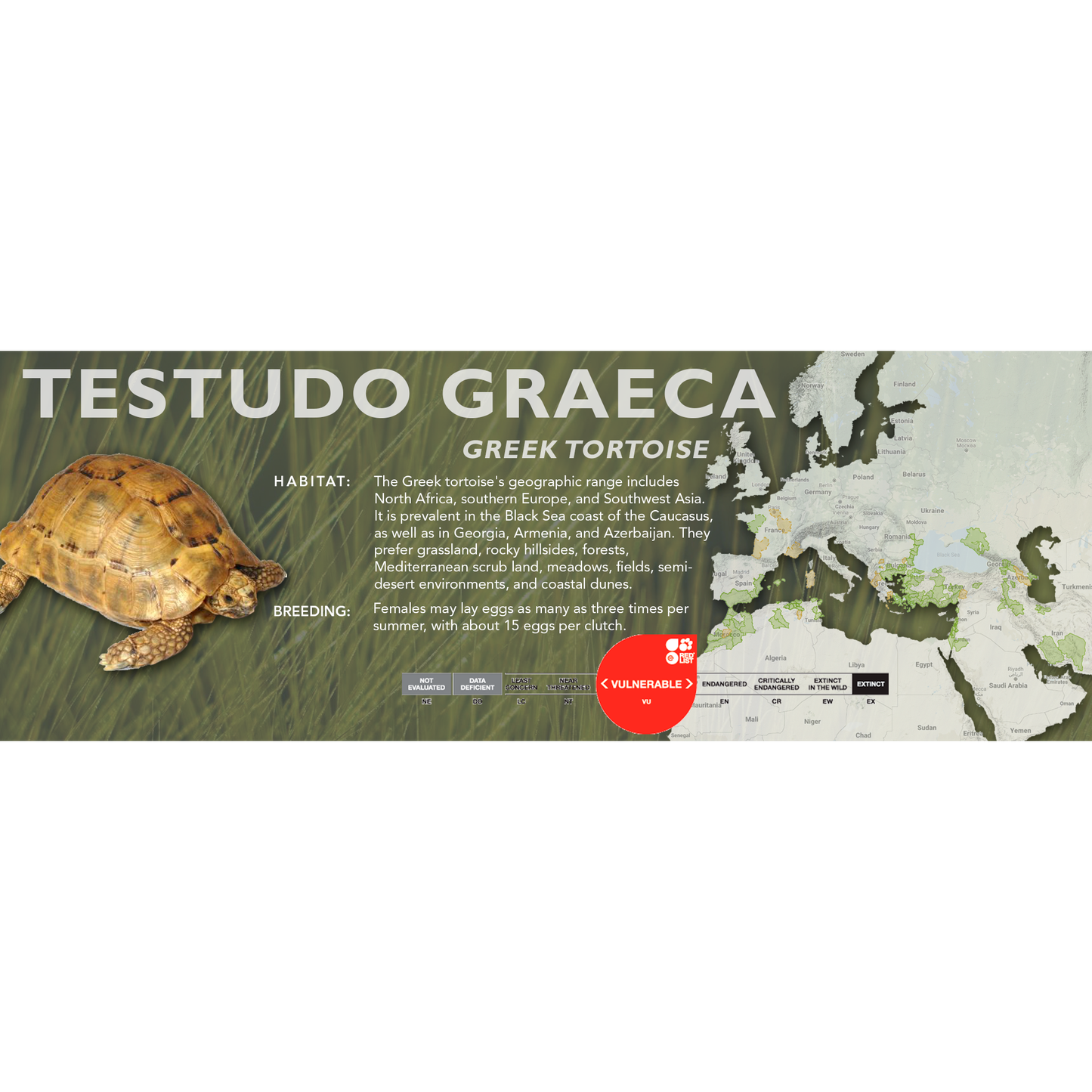 Greek Tortoise (Testudo graeca) - Classic Vivarium Label
