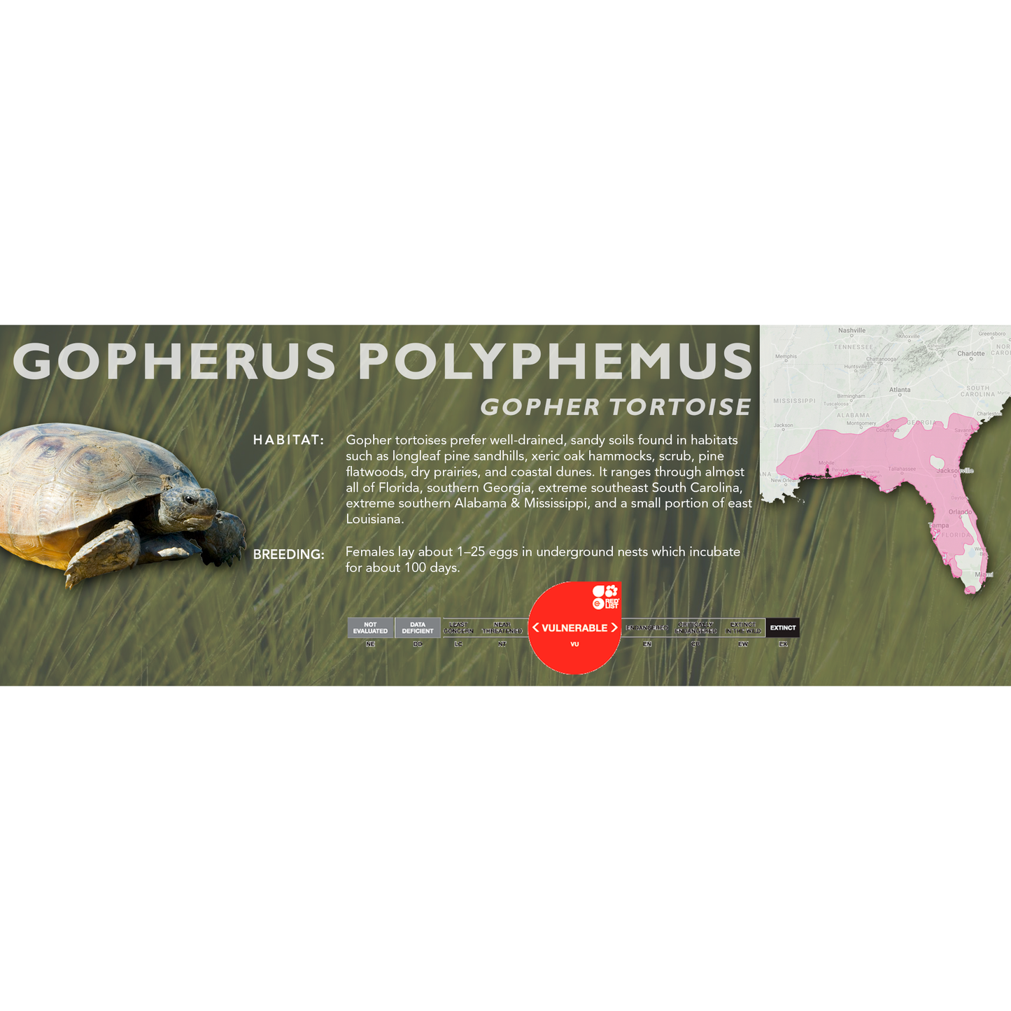 Gopher Tortoise (Gopherus polyphemus) - Classic Vivarium Label