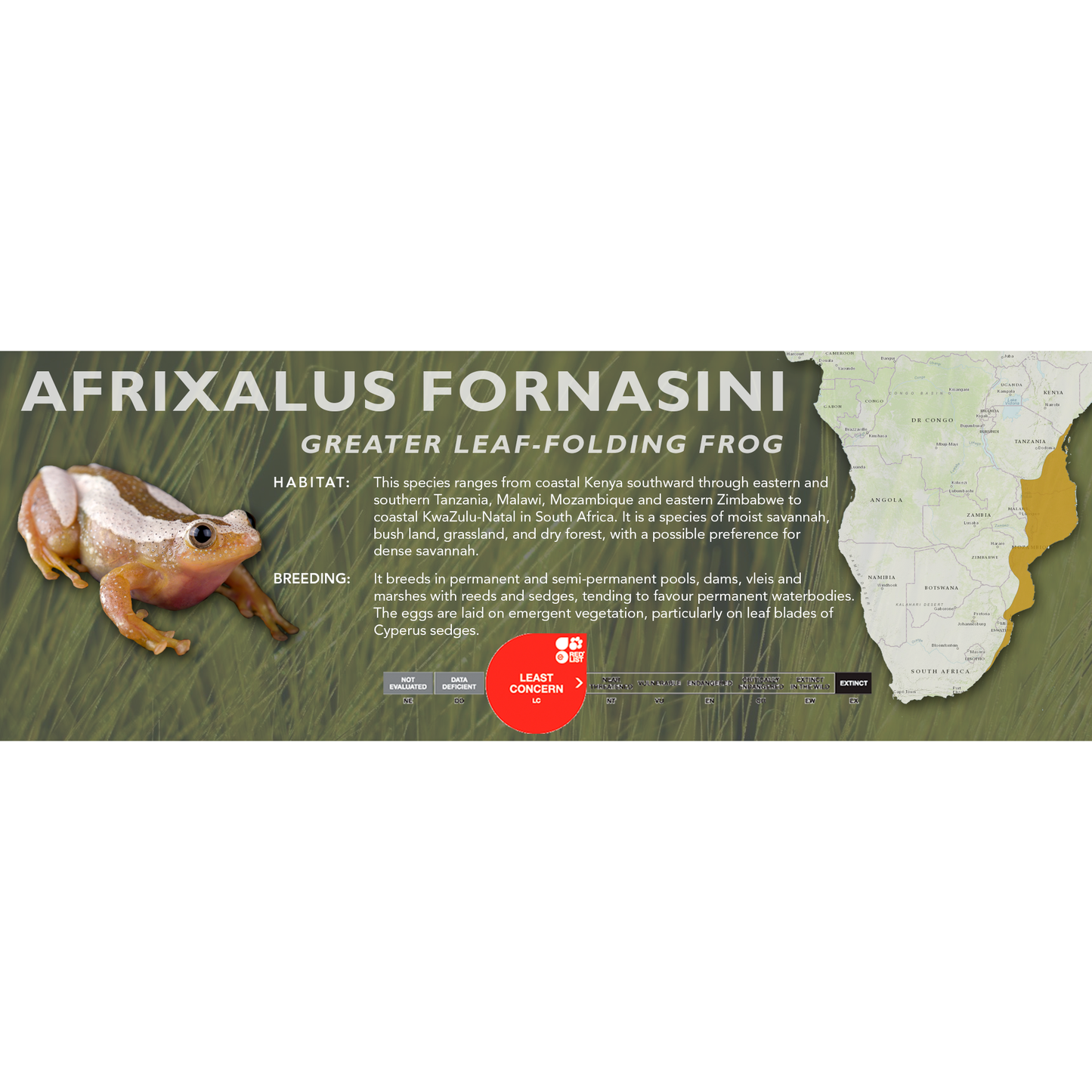 Greater Leaf-Folding Frog (Afrixalus fornasini) - Classic Vivarium Label