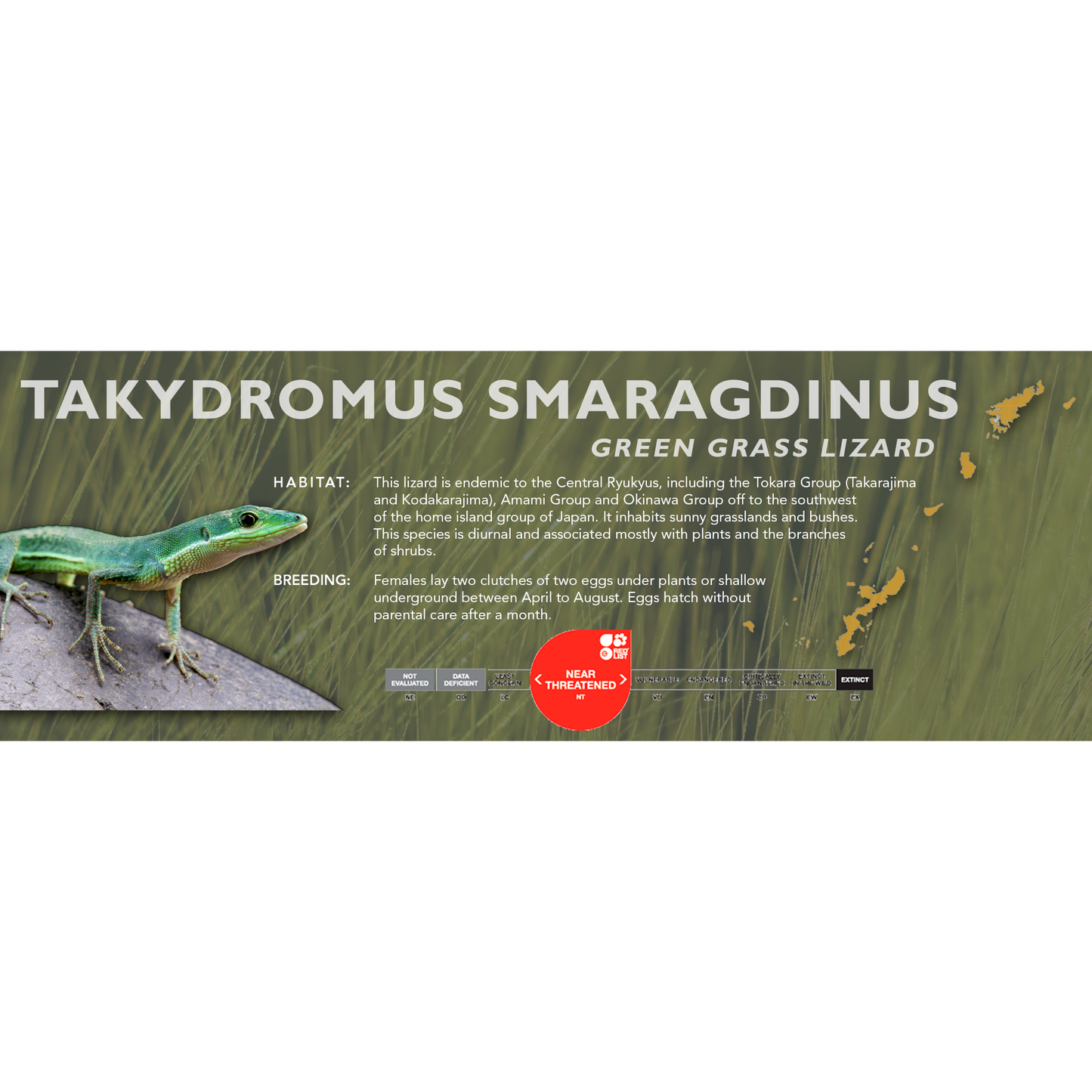 Green Grass Lizard (Takydromus smaragdinus) Classic Vivarium Label