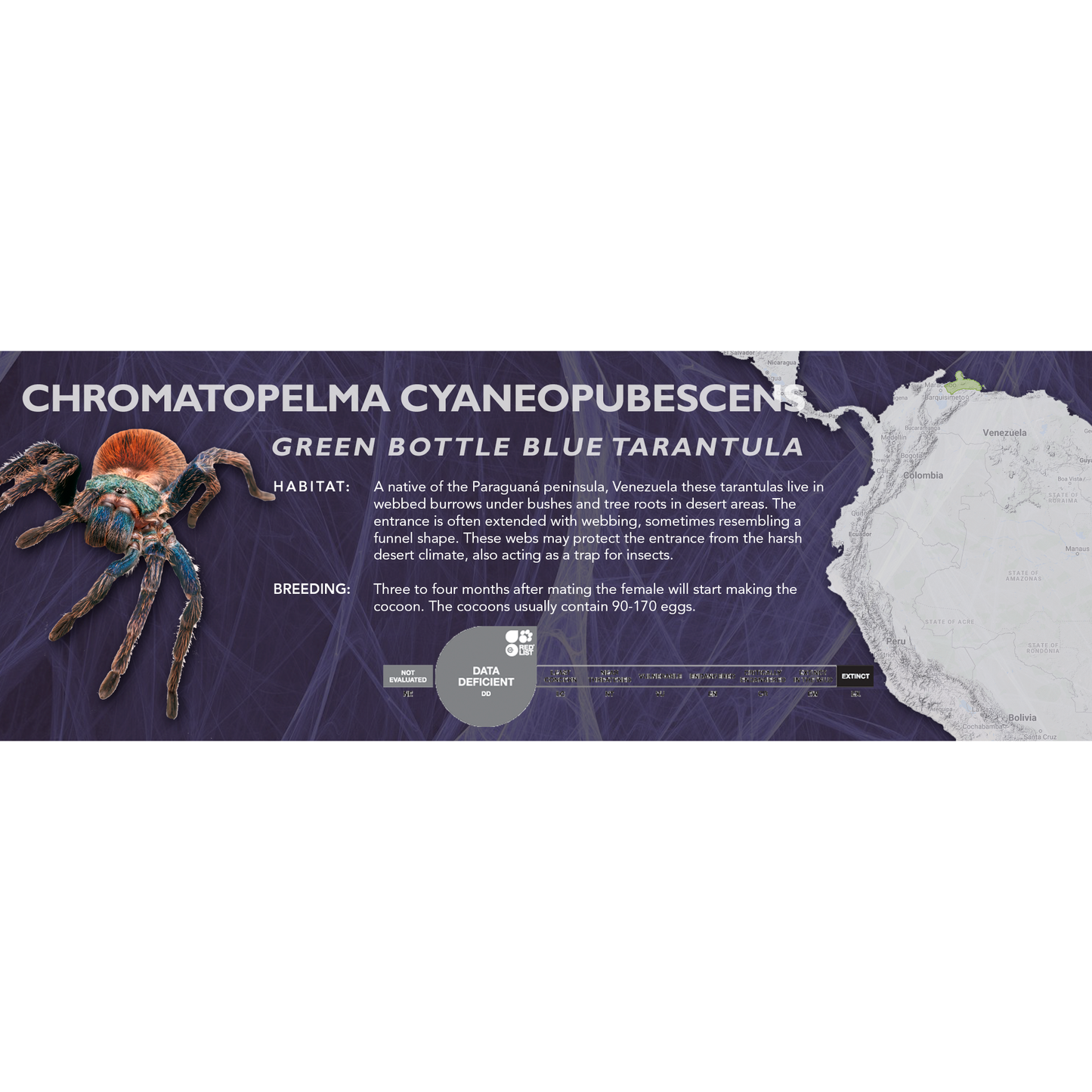 Green Bottle Blue Tarantula (Chromatopelma cyaneopubescens) - Classic Vivarium Label