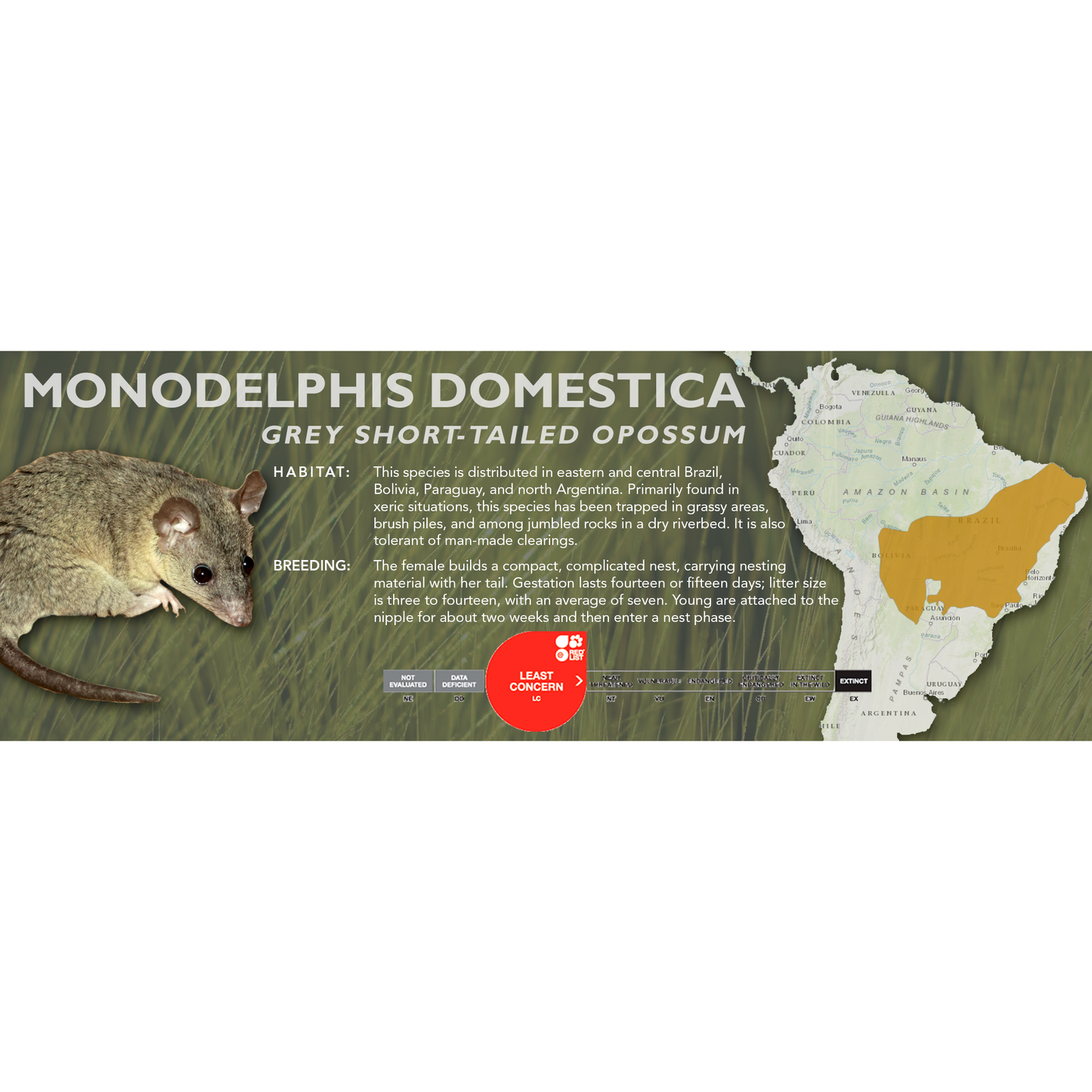 Grey Short-Tailed Opossum (Monodelphis domestica) - Classic Vivarium Label