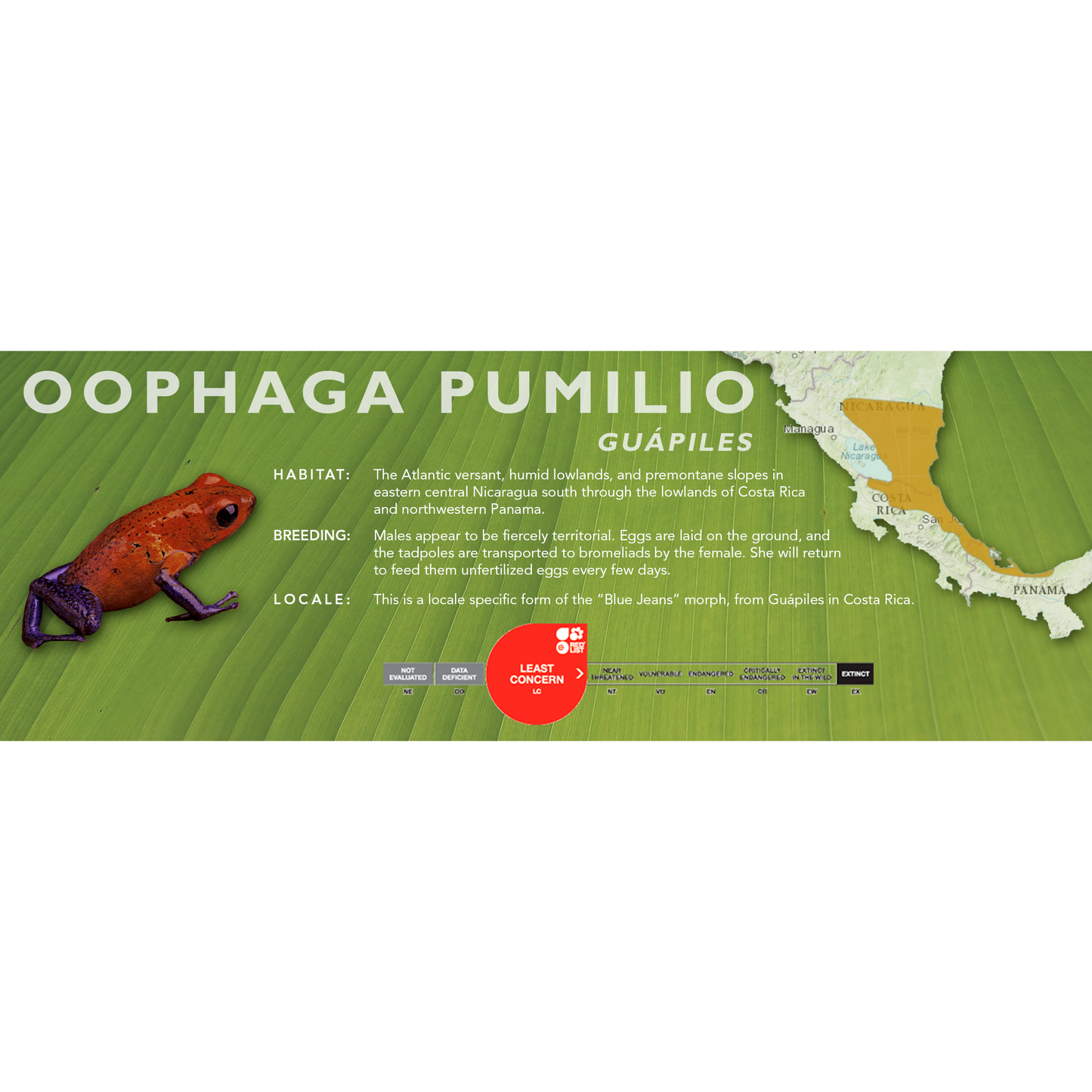 Oophaga pumilio - Classic Vivarium Label