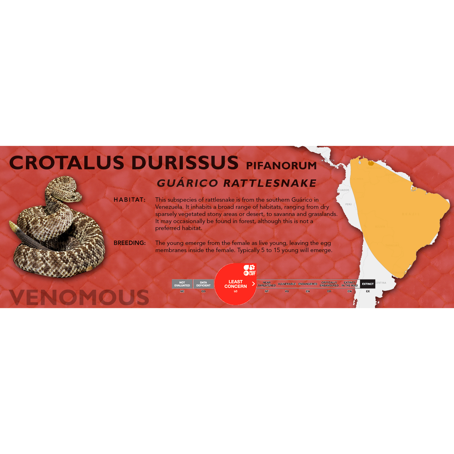 Cascabel Rattlesnake (Crotalus durissus) Classic Vivarium Label