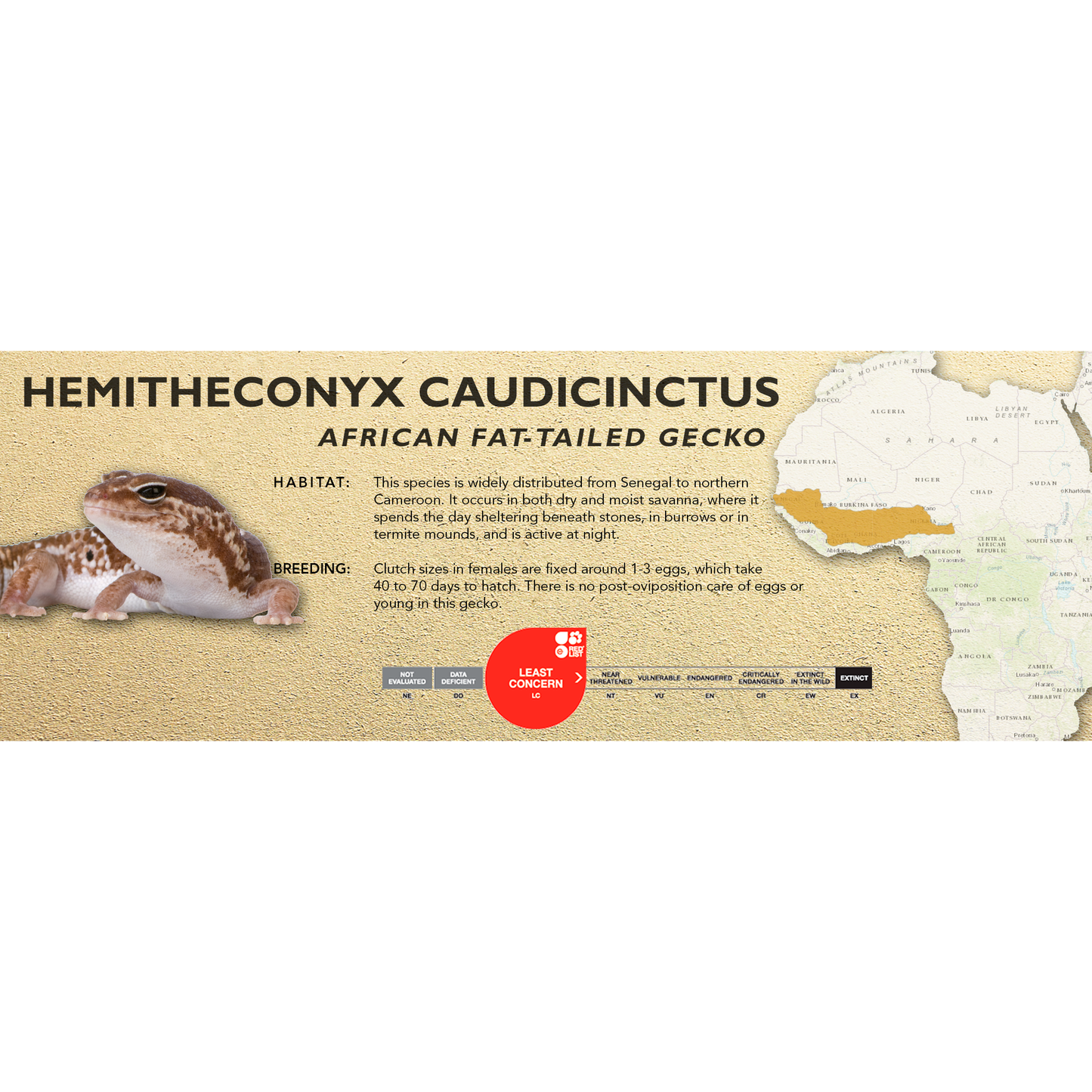 African Fat-Tailed Gecko (Hemitheconyx caudicinctus) Classic Vivarium Label