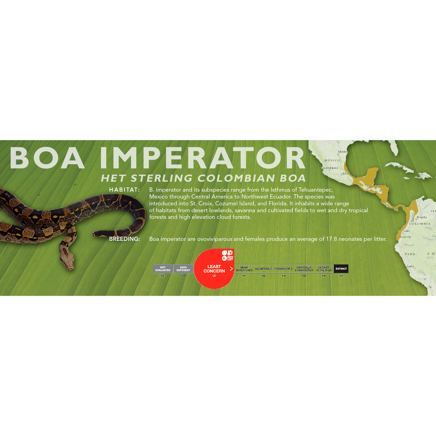 Central American Boa (Boa imperator) Classic Vivarium Label