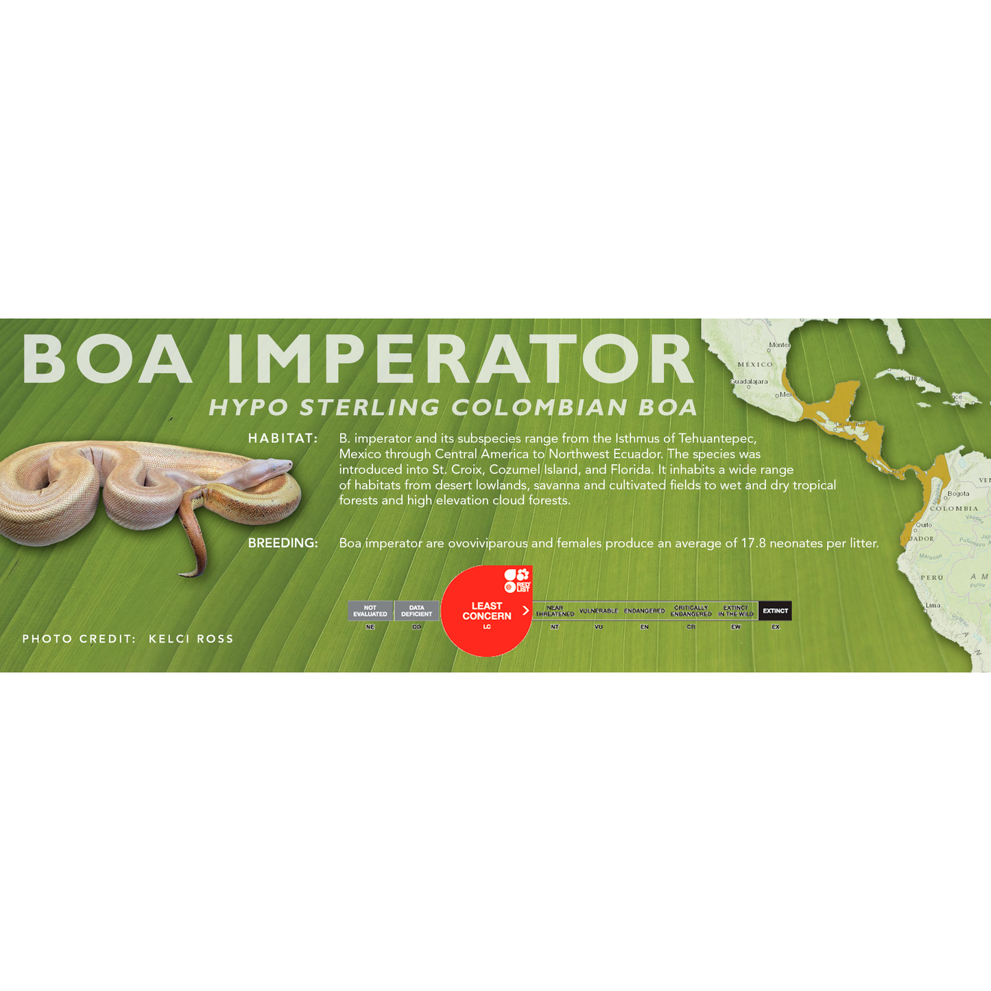 Central American Boa (Boa imperator) Classic Vivarium Label