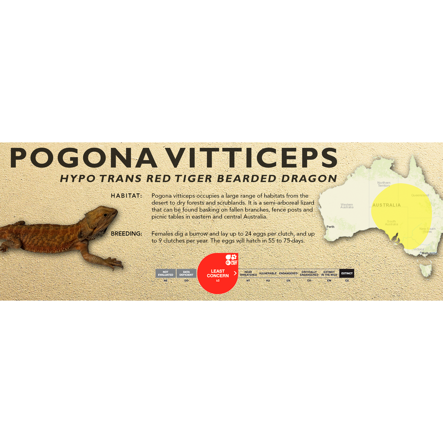 Bearded Dragon (Central) (Pogona vitticeps) Classic Vivarium Label