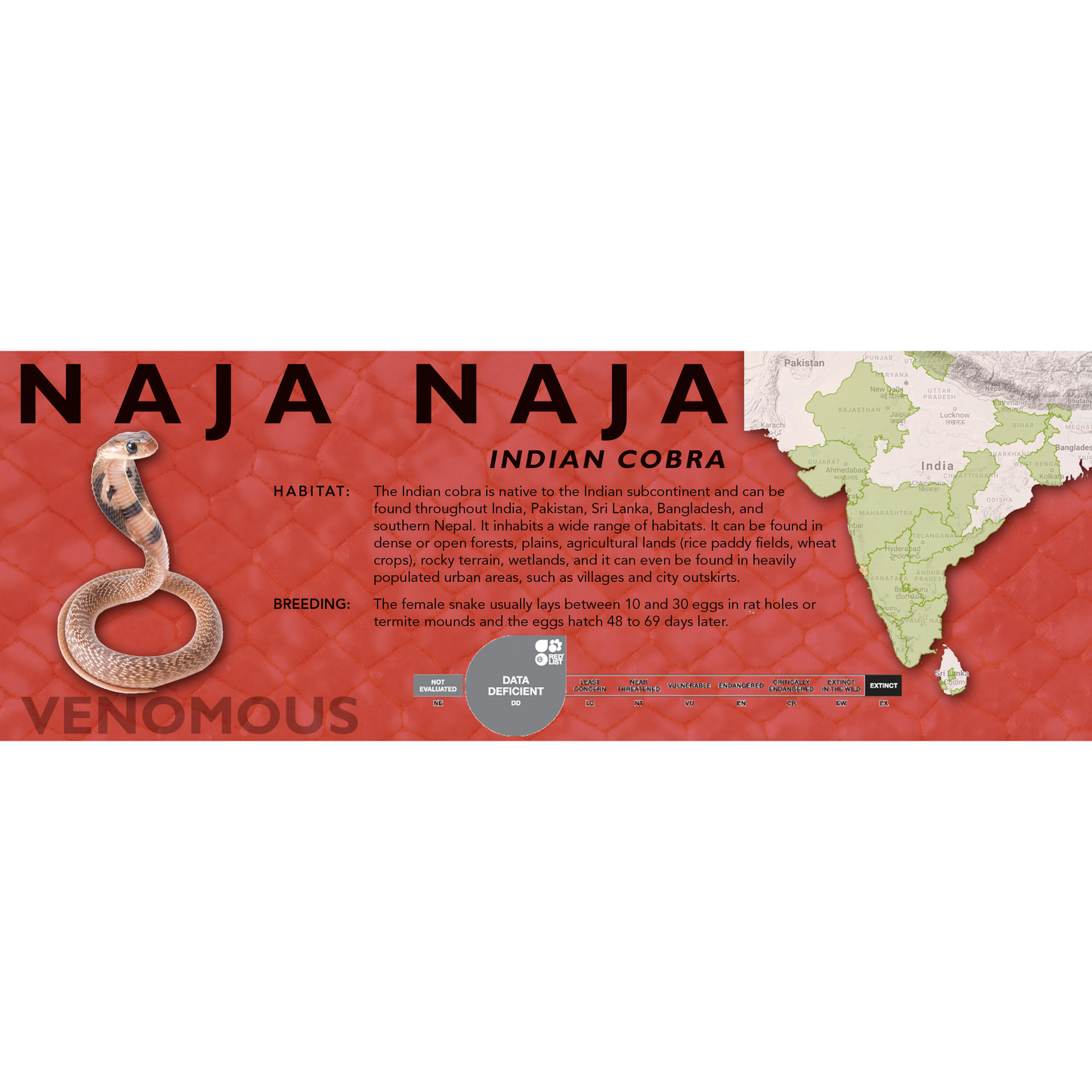 Indian Cobra (Naja naja) Classic Vivarium Label
