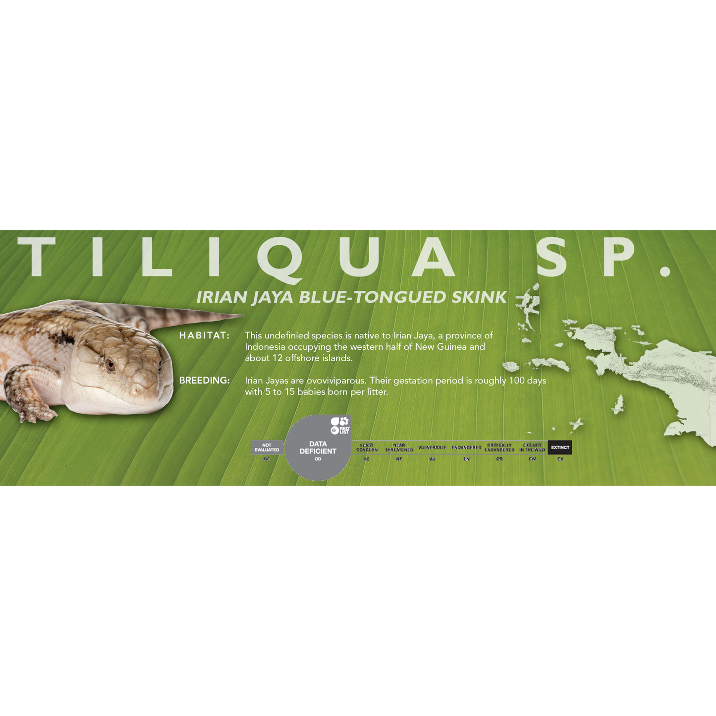Irian Jaya Blue-Tongued Skink (Tiliqua sp.) Classic Vivarium Label