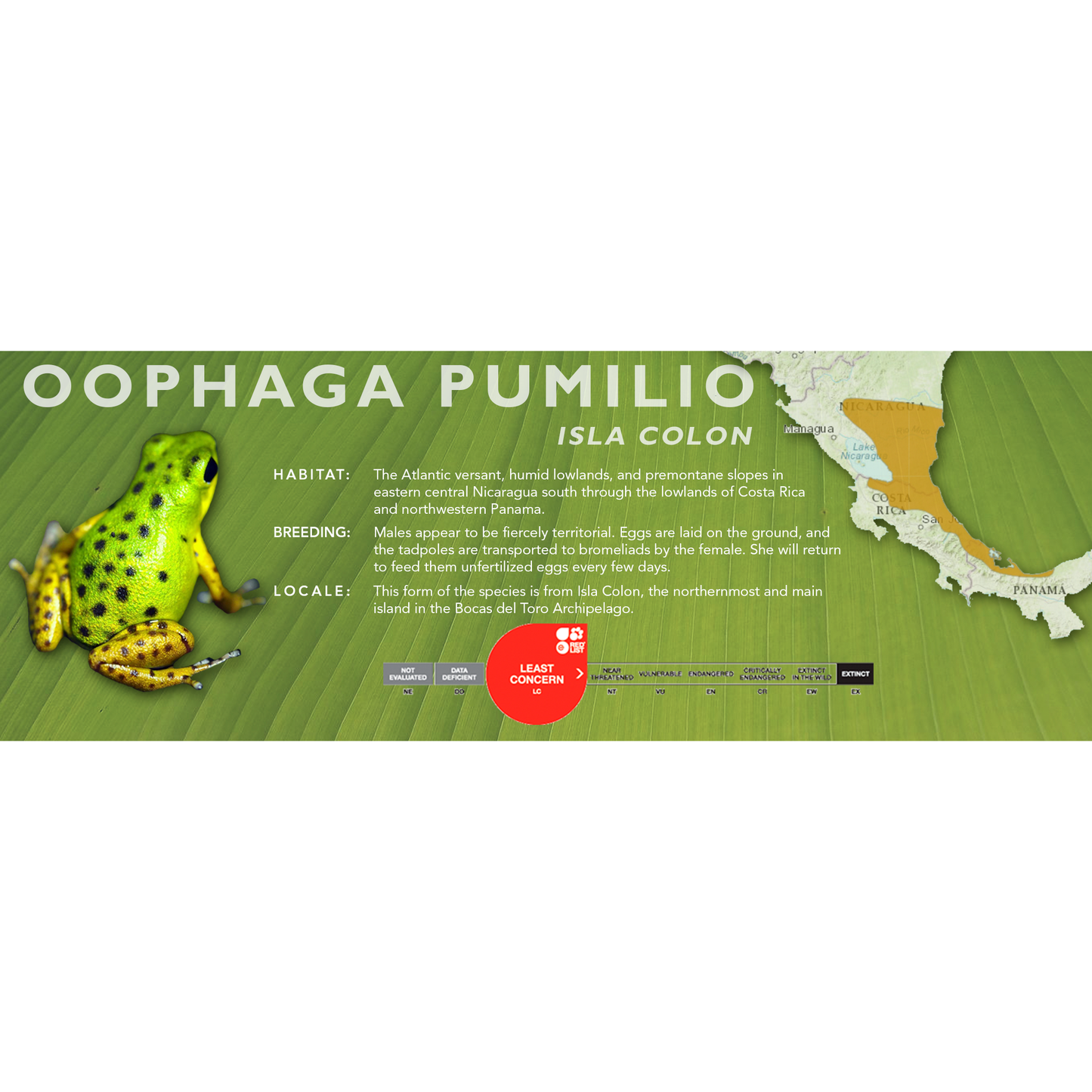 Oophaga pumilio - Classic Vivarium Label