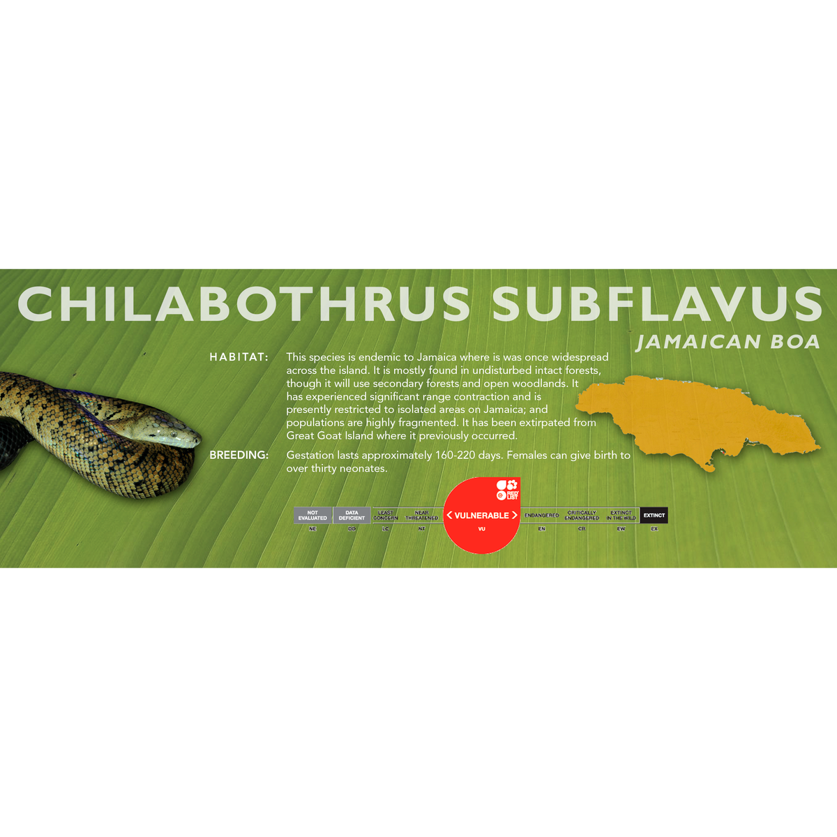 Jamaican Boa (Chilabothrus subflavus) Standard Vivarium Label – Cloud  Forest Design
