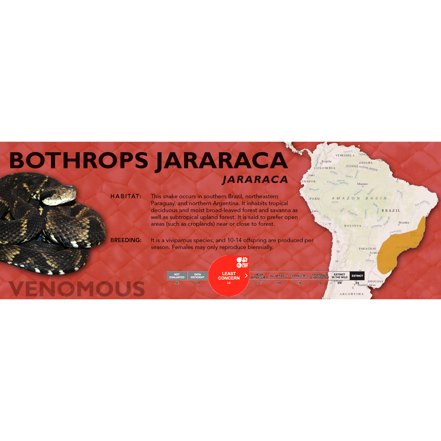 Jararaca (Bothrops jararaca) Classic Vivarium Label