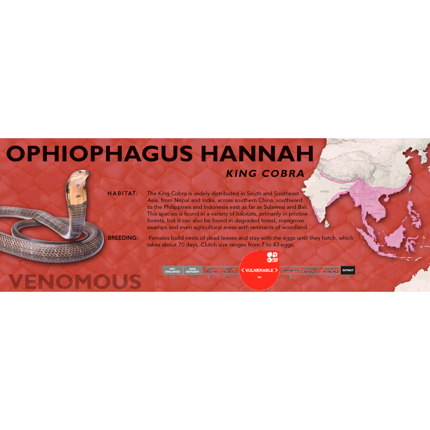 King Cobra (Ophiophagus hannah) Classic Vivarium Label