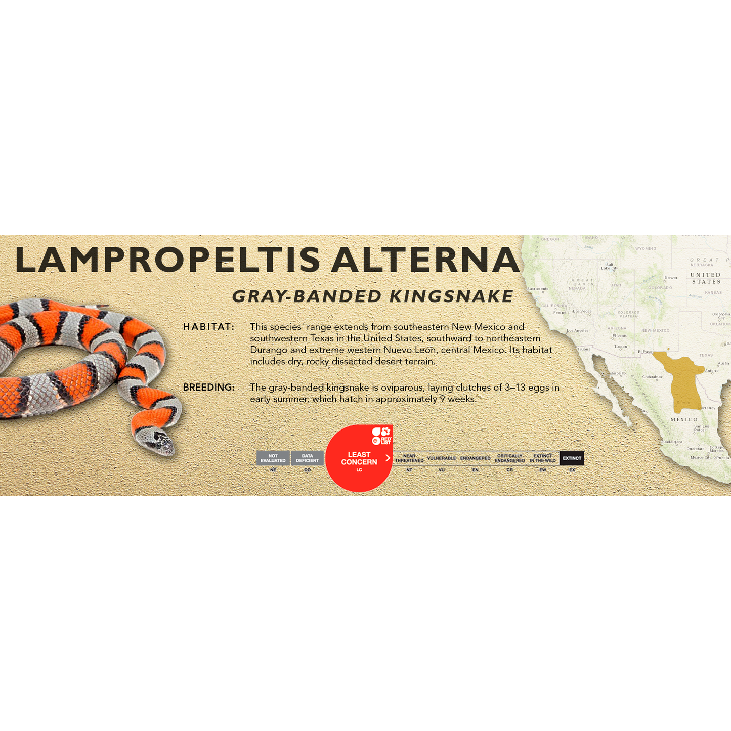 Gray-Banded Kingsnake (Lampropeltis alterna) Classic Vivarium Label