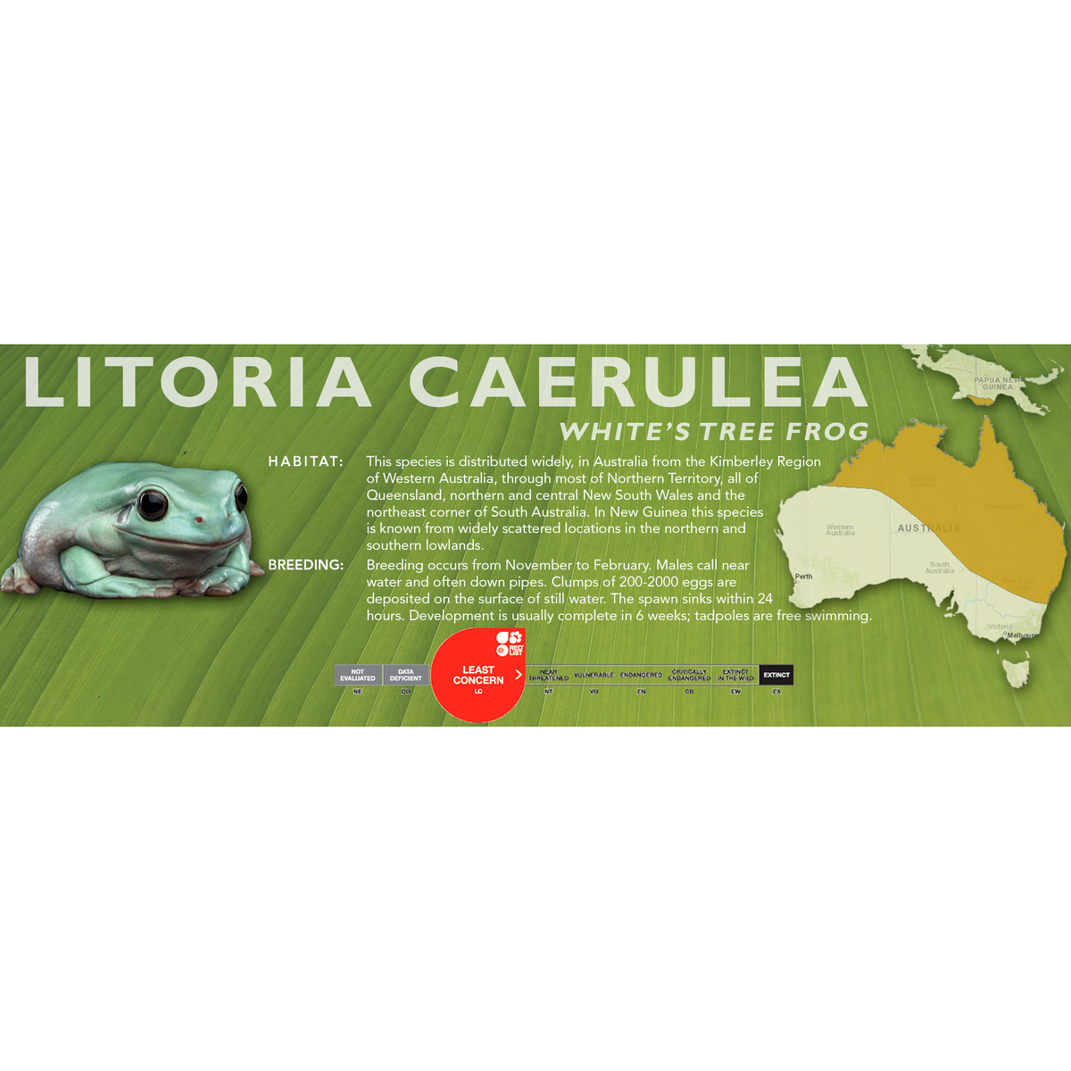 Husbandry Handbook: White's Tree Frog - Litoria caerulea