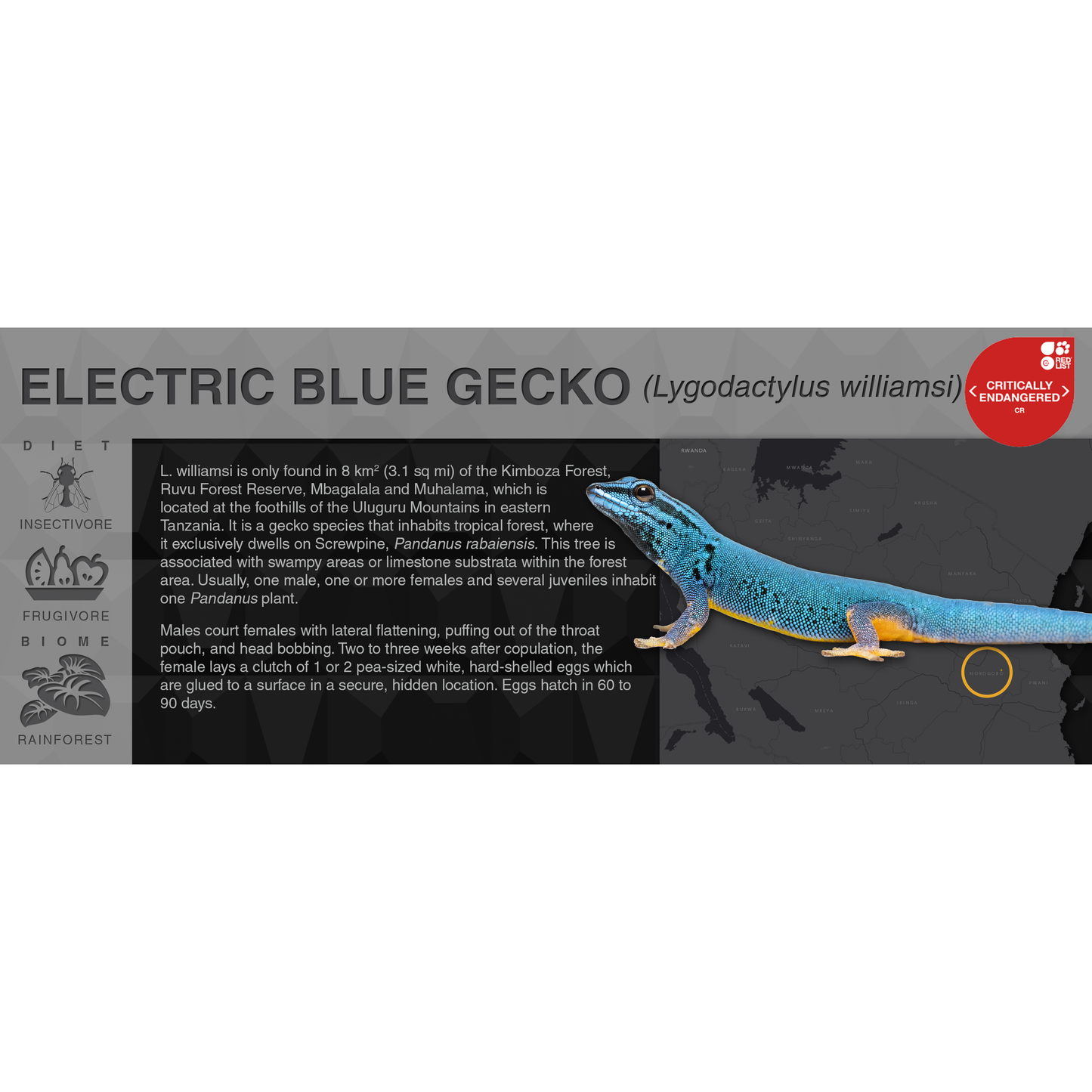 Electric Blue Gecko (Lygodactylus williamsi) - Black Series Vivarium Label