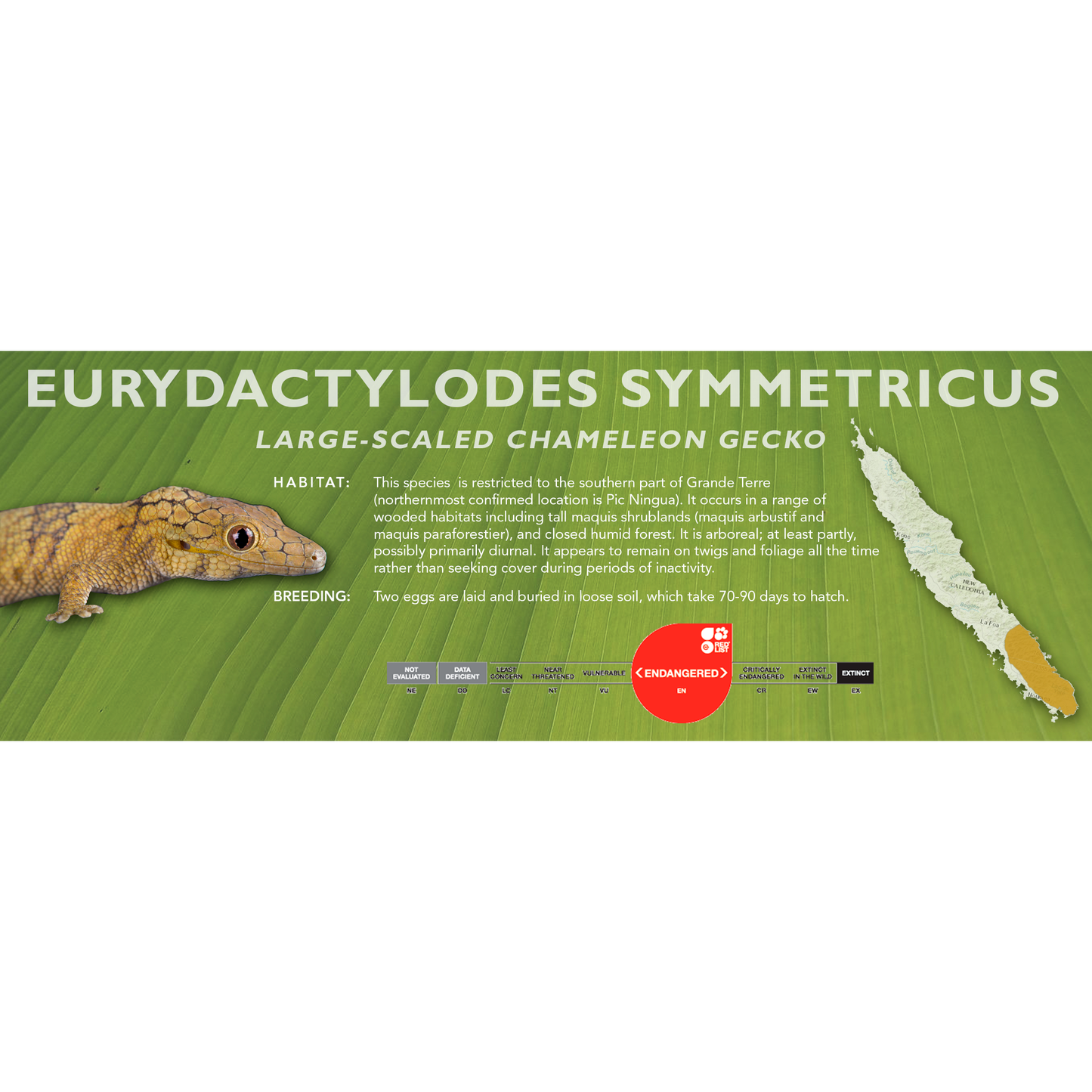 Large-Scaled Chameleon Gecko (Eurydactylodes symmetricus) Classic Vivarium Label