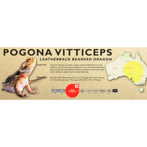 Bearded Dragon (Central) (Pogona vitticeps) Standard Vivarium Label