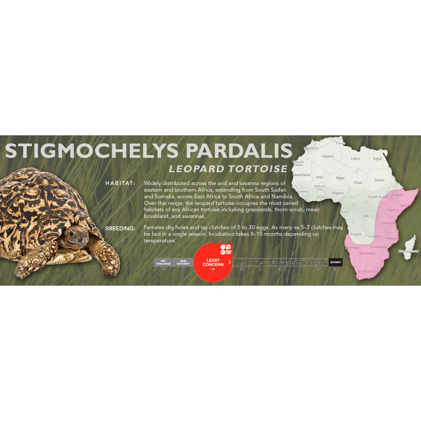 Leopard Tortoise (Stigmochelys pardalis) - Classic Vivarium Label