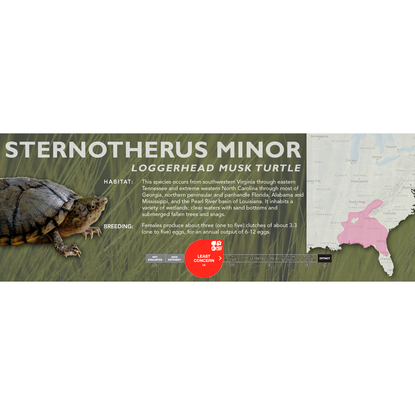 Loggerhead Musk Turtle (Sternotherus minor) - Classic Vivarium Label