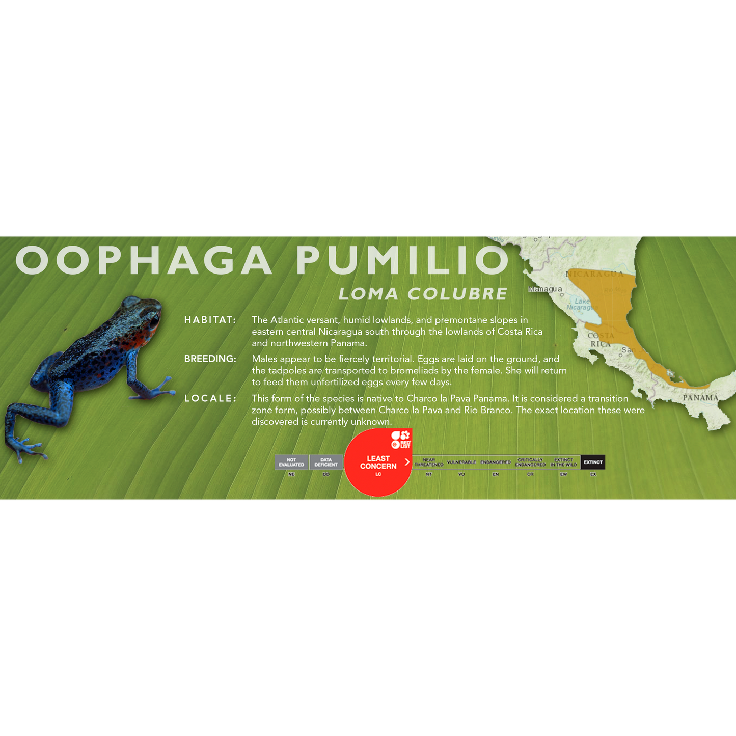 Oophaga pumilio - Classic Vivarium Label
