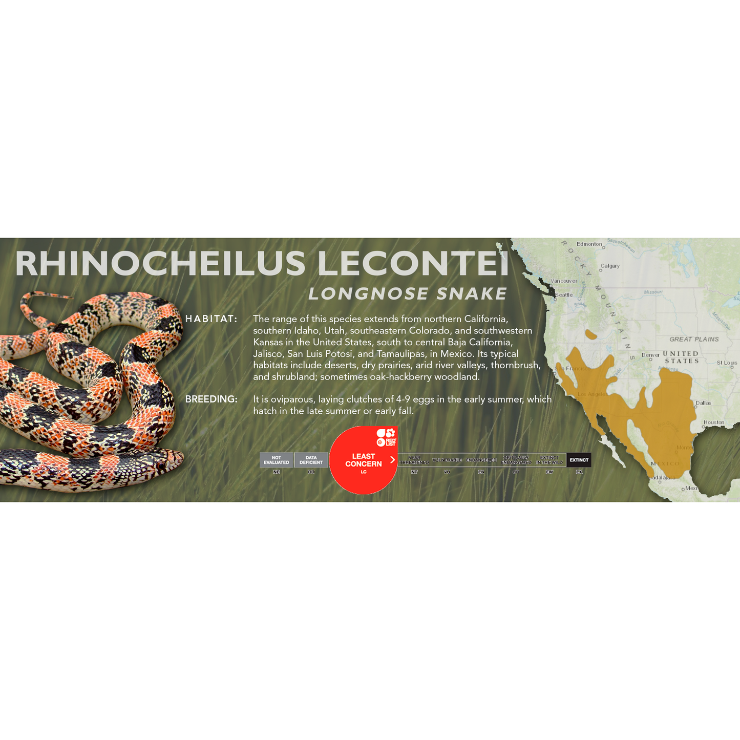 Longnose Snake (Rhinocheilus lecontei) Classic Vivarium Label