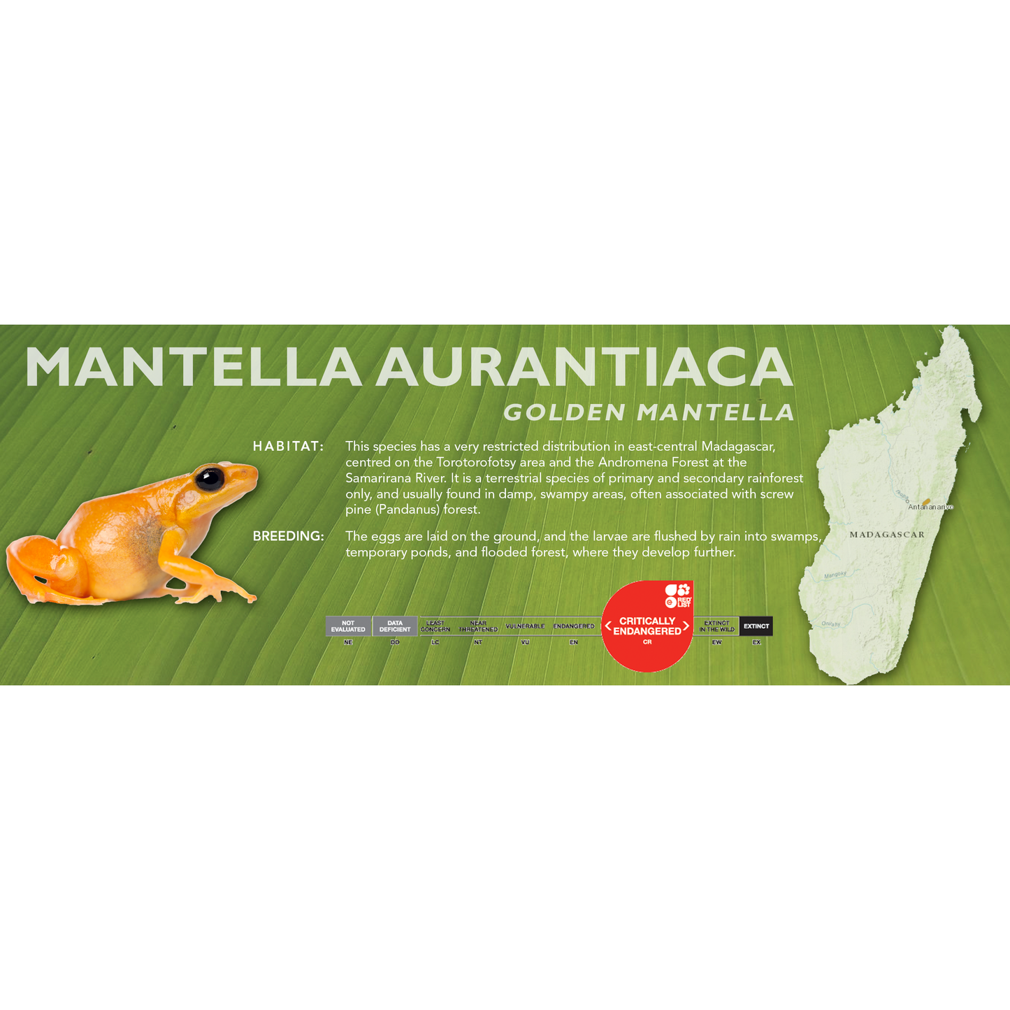Mantella aurantiaca (Golden Mantella) - Classic Vivarium Label