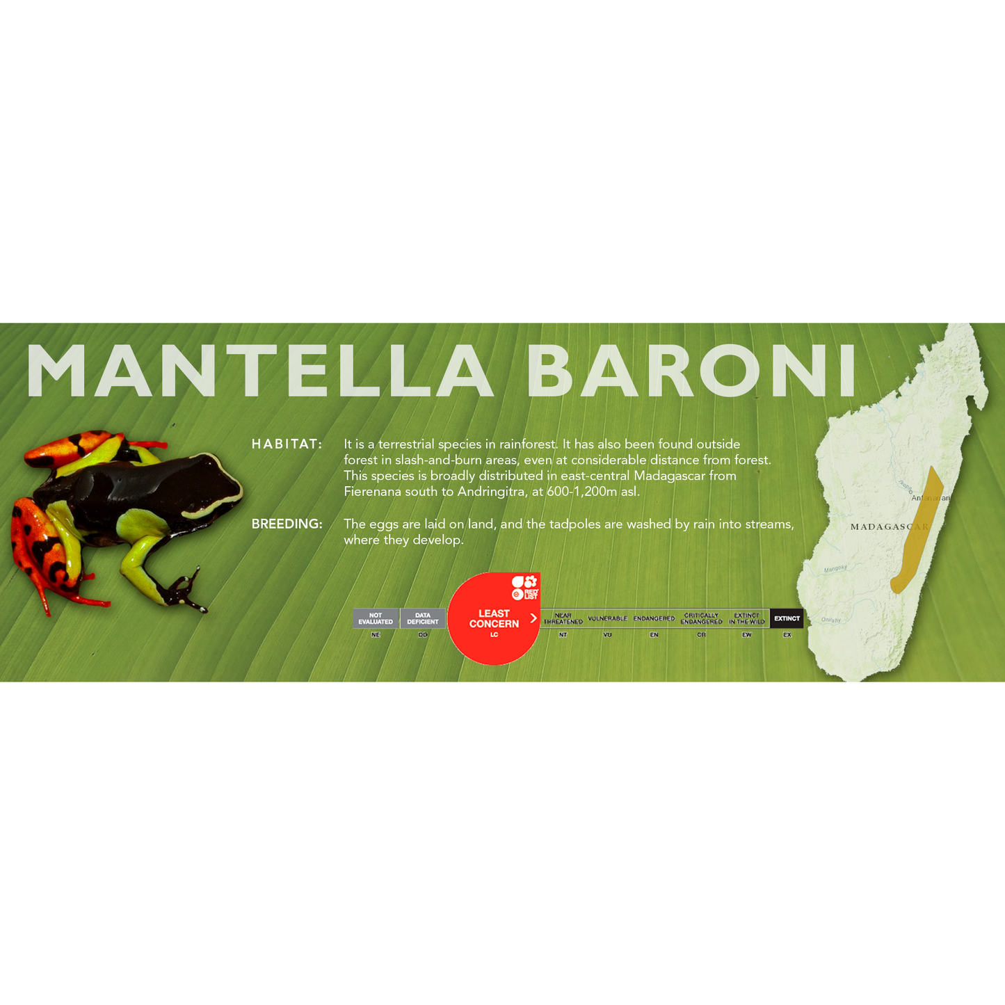 Mantella baroni - Classic Vivarium Label