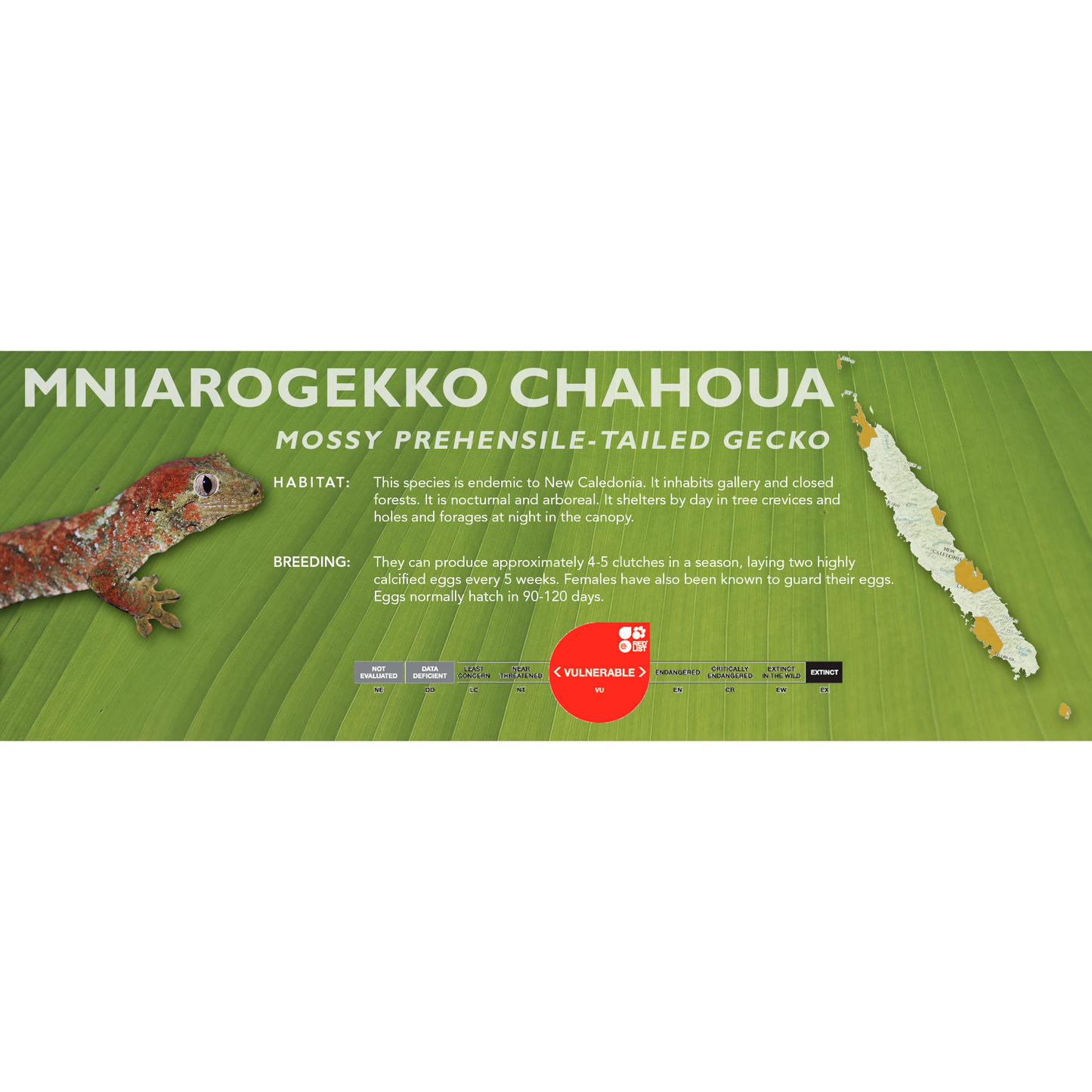 Mossy Prehensile-Tailed Gecko (Mniarogekko chahoua) Classic Vivarium Label