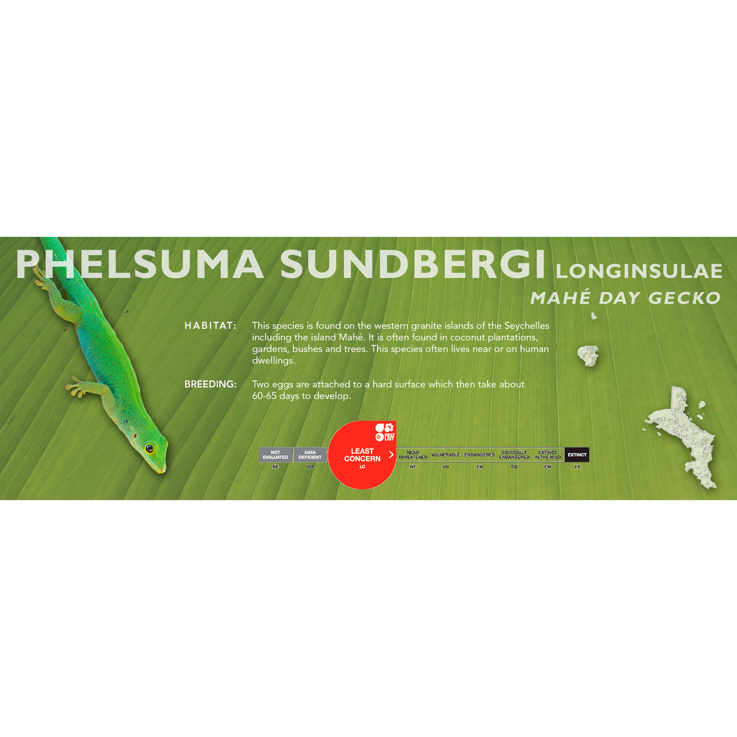 Seychelles Day Gecko (Phelsuma sundbergi) Classic Vivarium Label