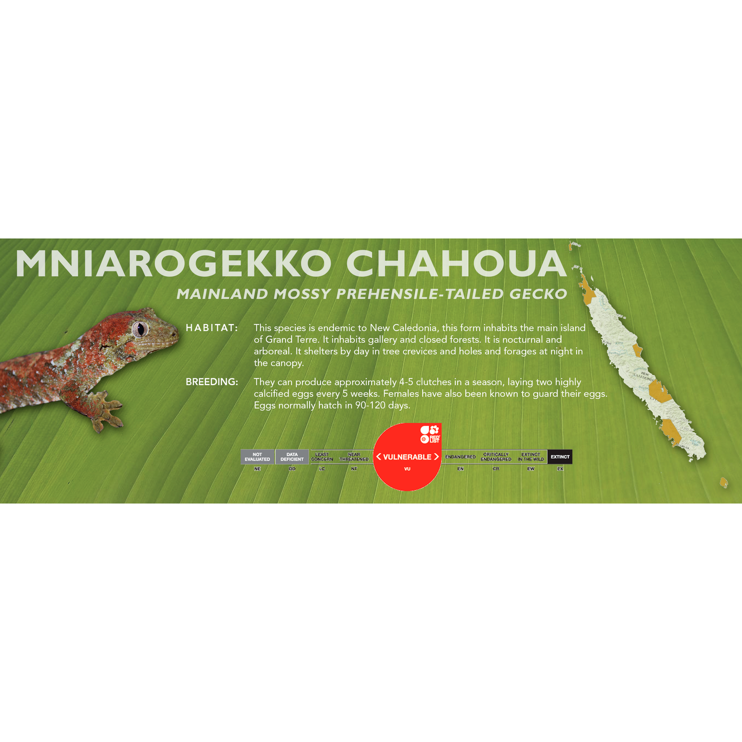 Mossy Prehensile-Tailed Gecko (Mniarogekko chahoua) Classic Vivarium Label