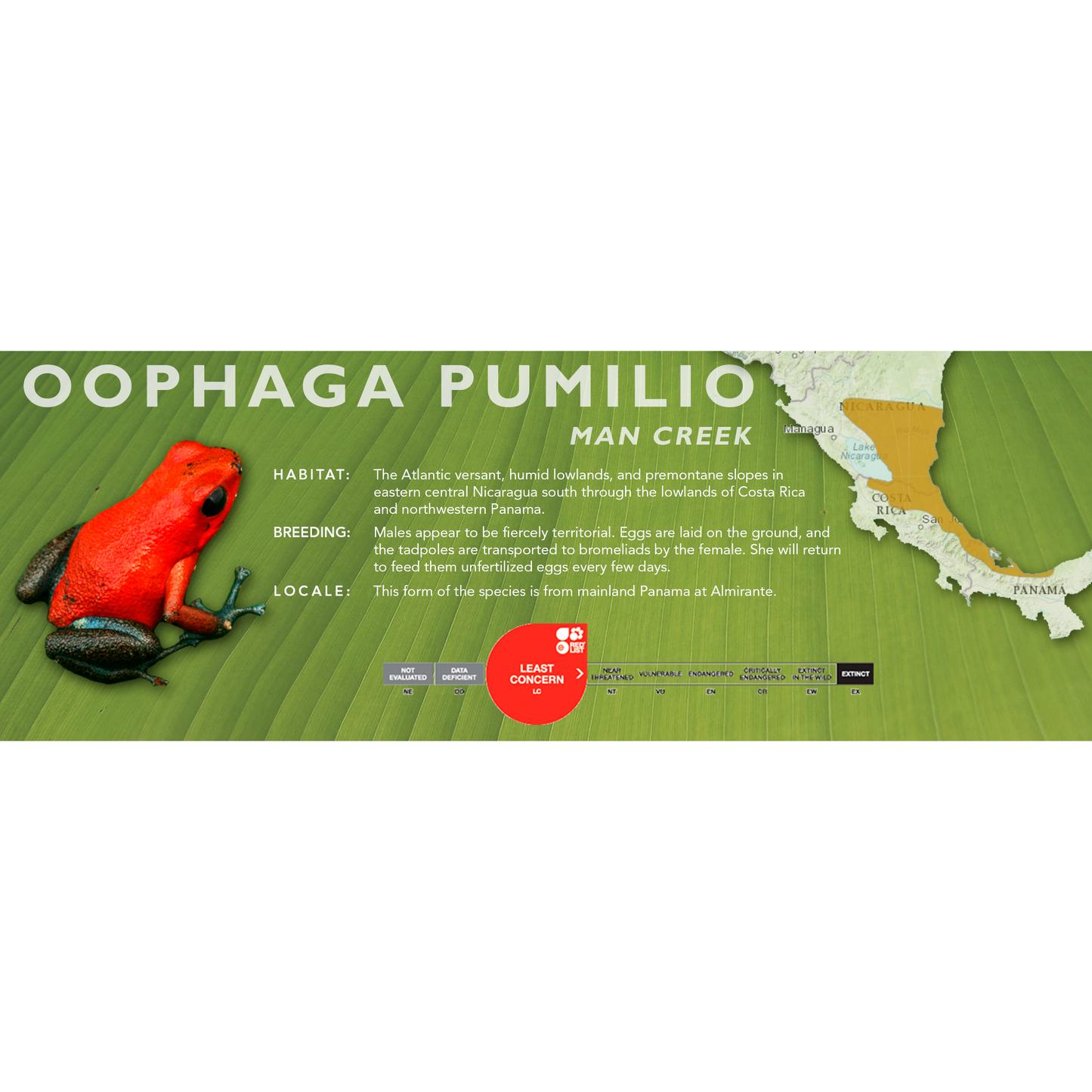 Oophaga pumilio - Classic Vivarium Label