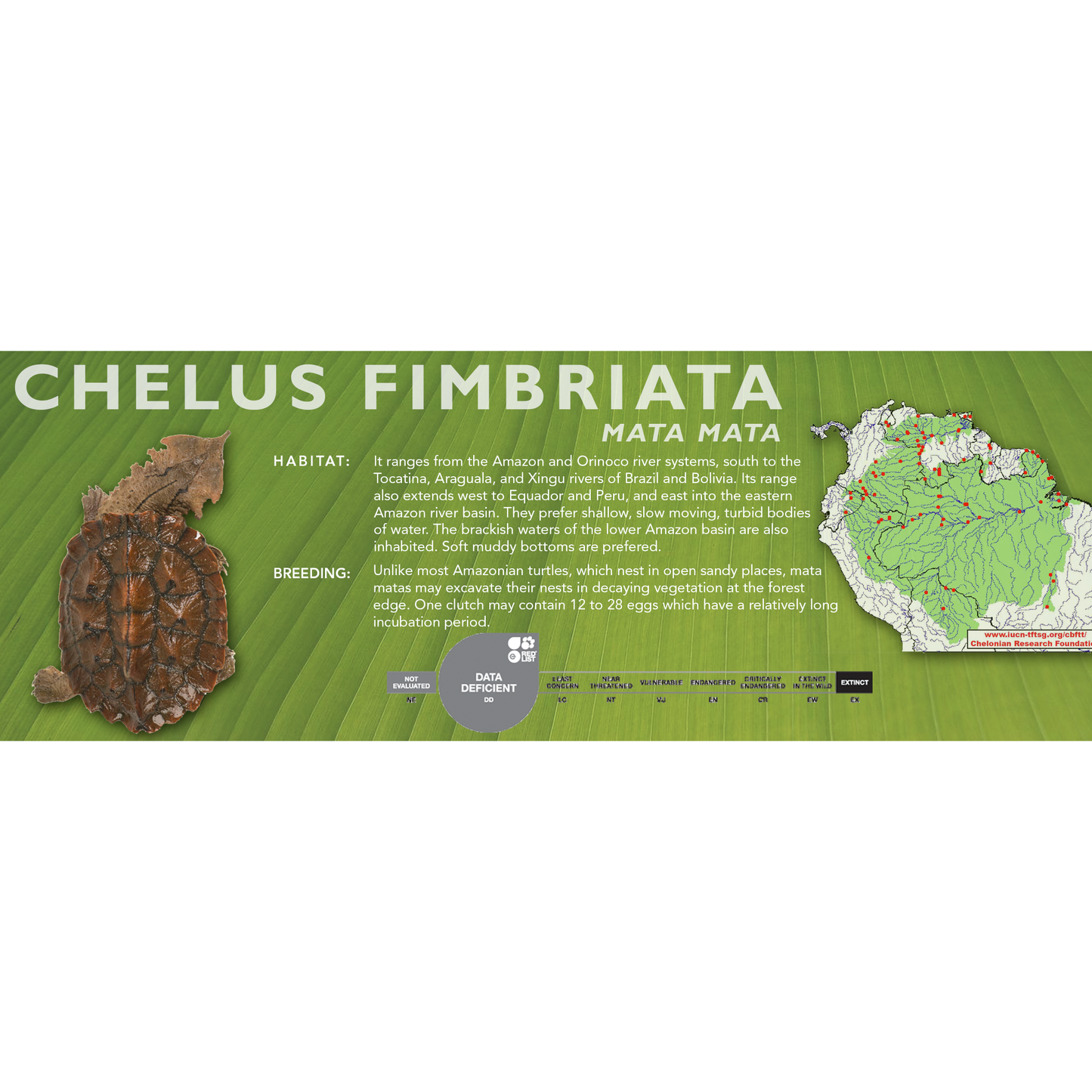Mata Mata (Chelus fimbriata) - Classic Vivarium Label