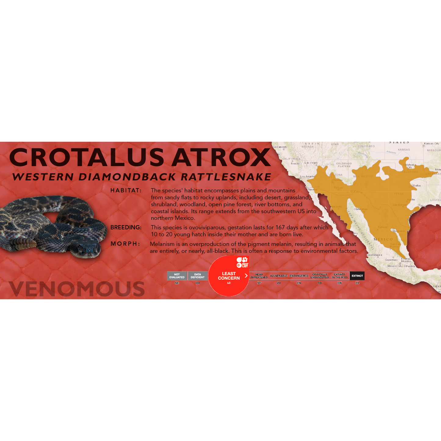 Western Diamondback Rattlesnake (Crotalus atrox) Classic Vivarium Label