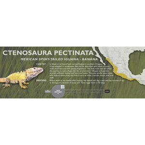 Mexican Spiny-Tailed Iguana (Ctenosaura pectinata) Standard Vivarium Label