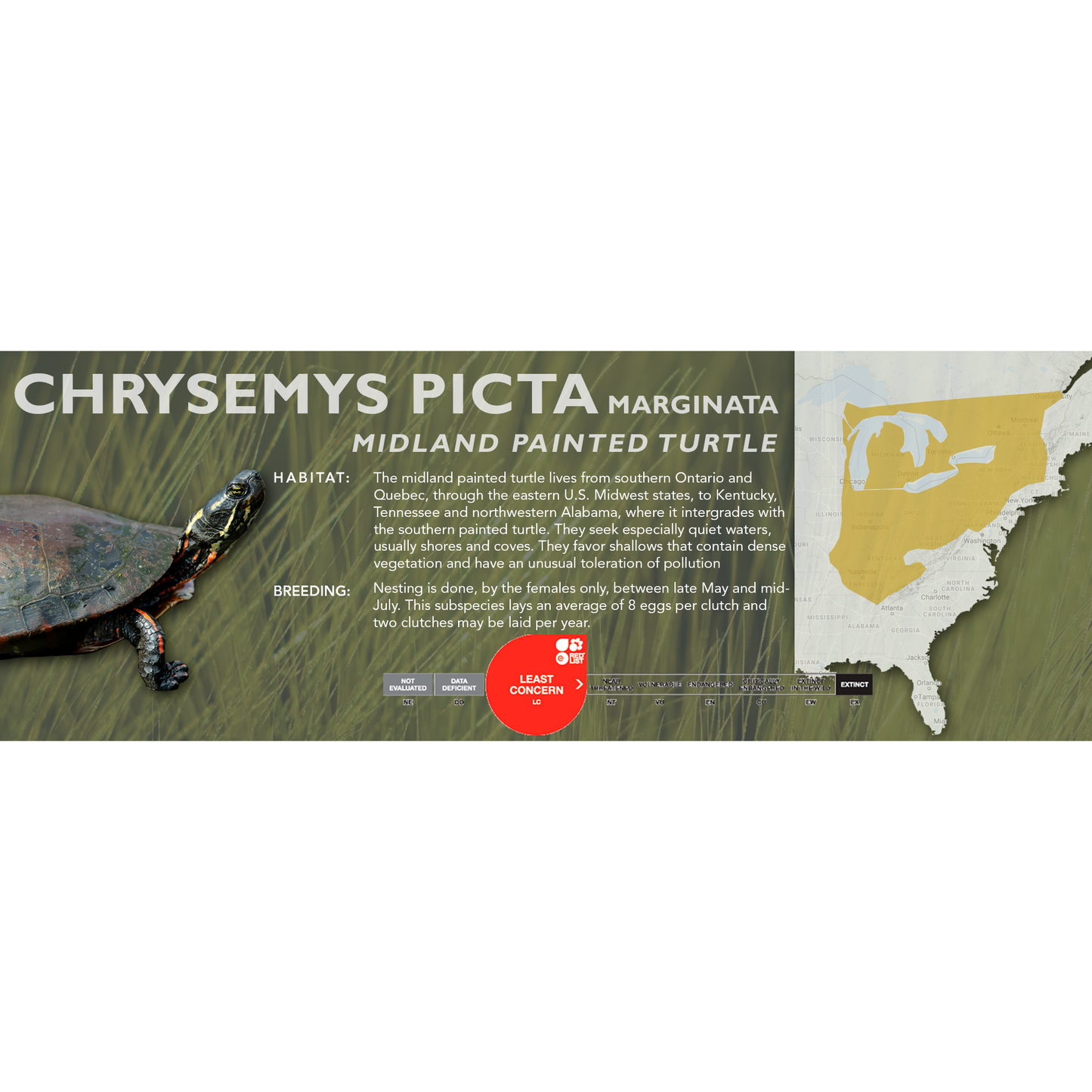 Painted Turtle (Chrysemys picta) - Classic Vivarium Label