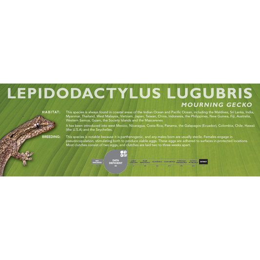 Mourning Gecko (Lepidodactylus lugubris) Classic Vivarium Label