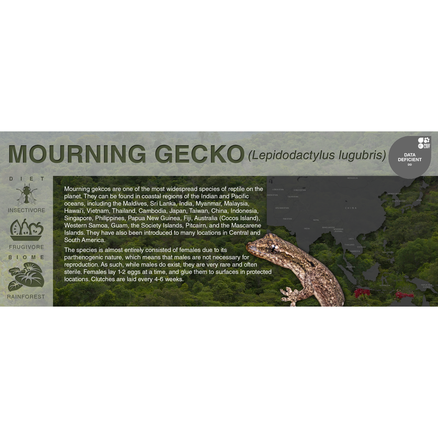 Mourning Gecko (Lepidodactylus lugubris) - Black Series Vivarium Label