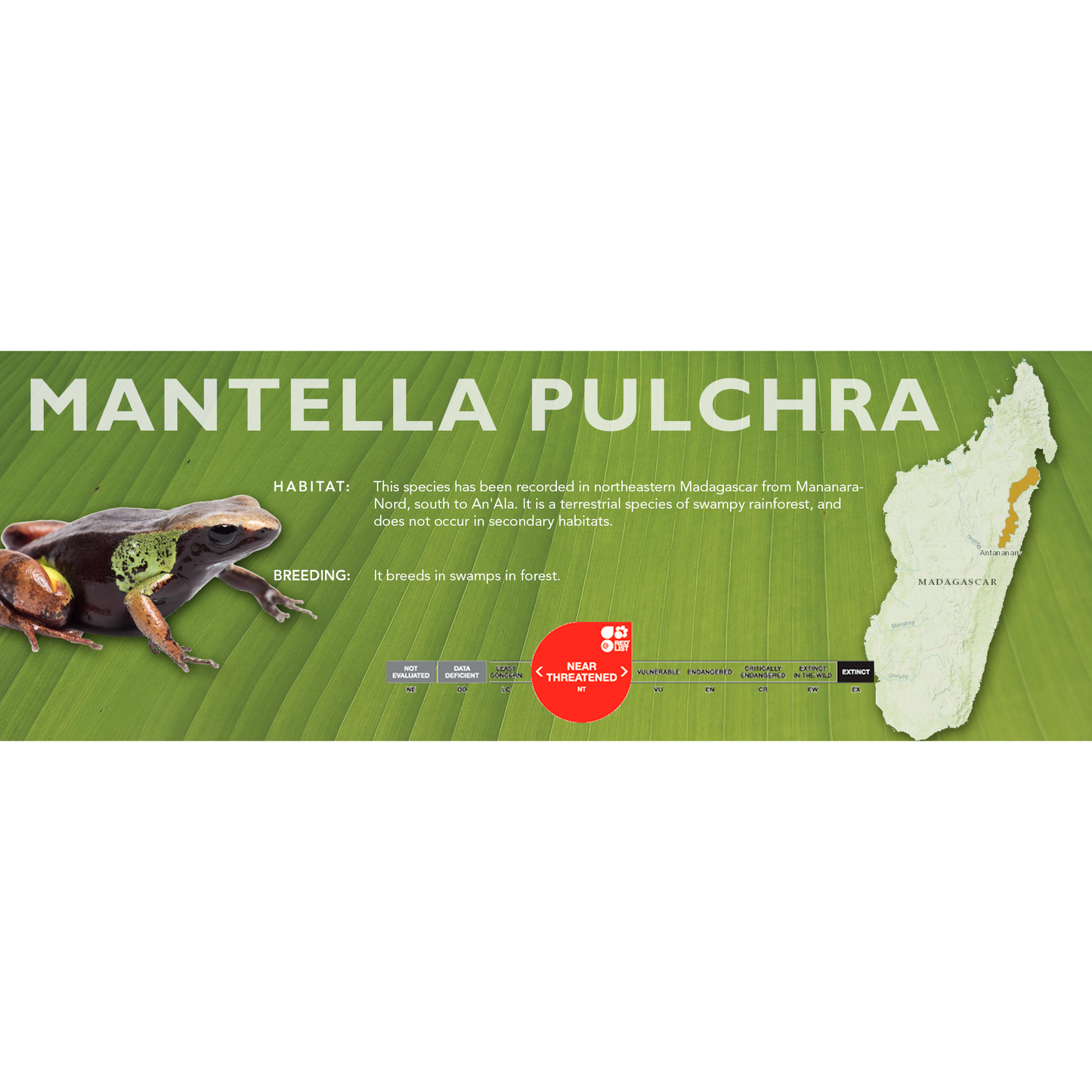 Mantella pulchra - Classic Vivarium Label