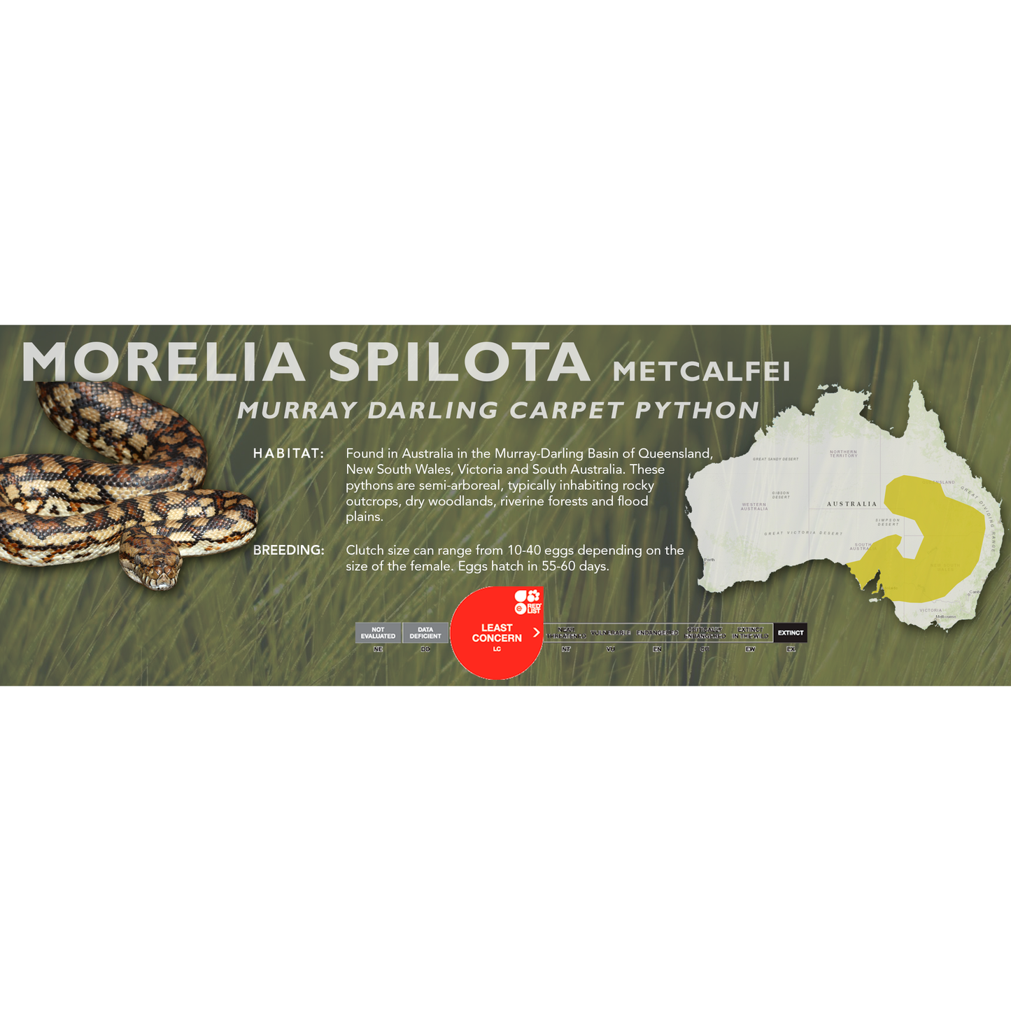 Carpet Python (Morelia spilota) Classic Vivarium Label