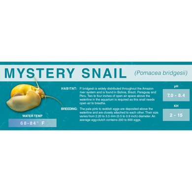 Mystery Snail (Pomacea bridgesii) - Standard Aquarium Label