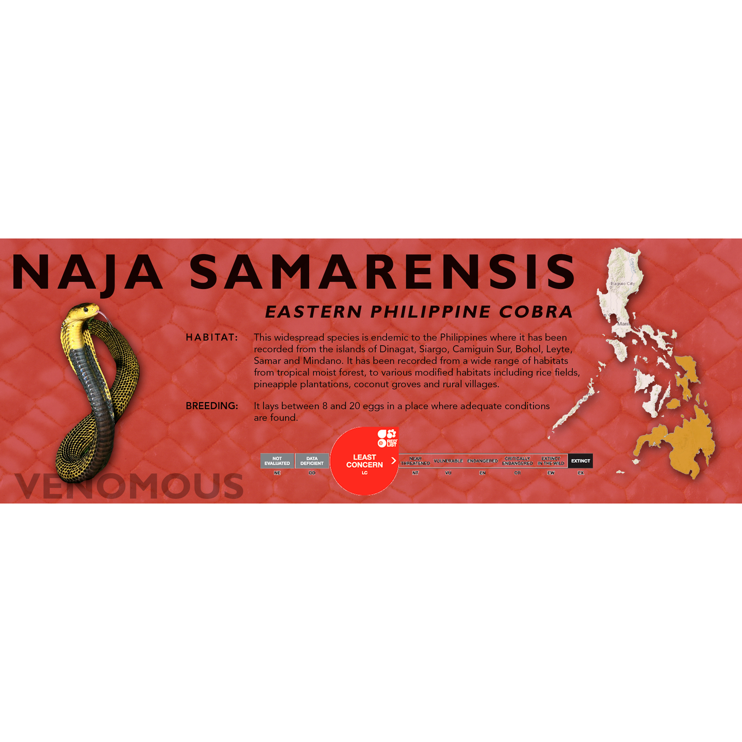 Eastern Philippine Cobra (Naja samarensis) Classic Vivarium Label