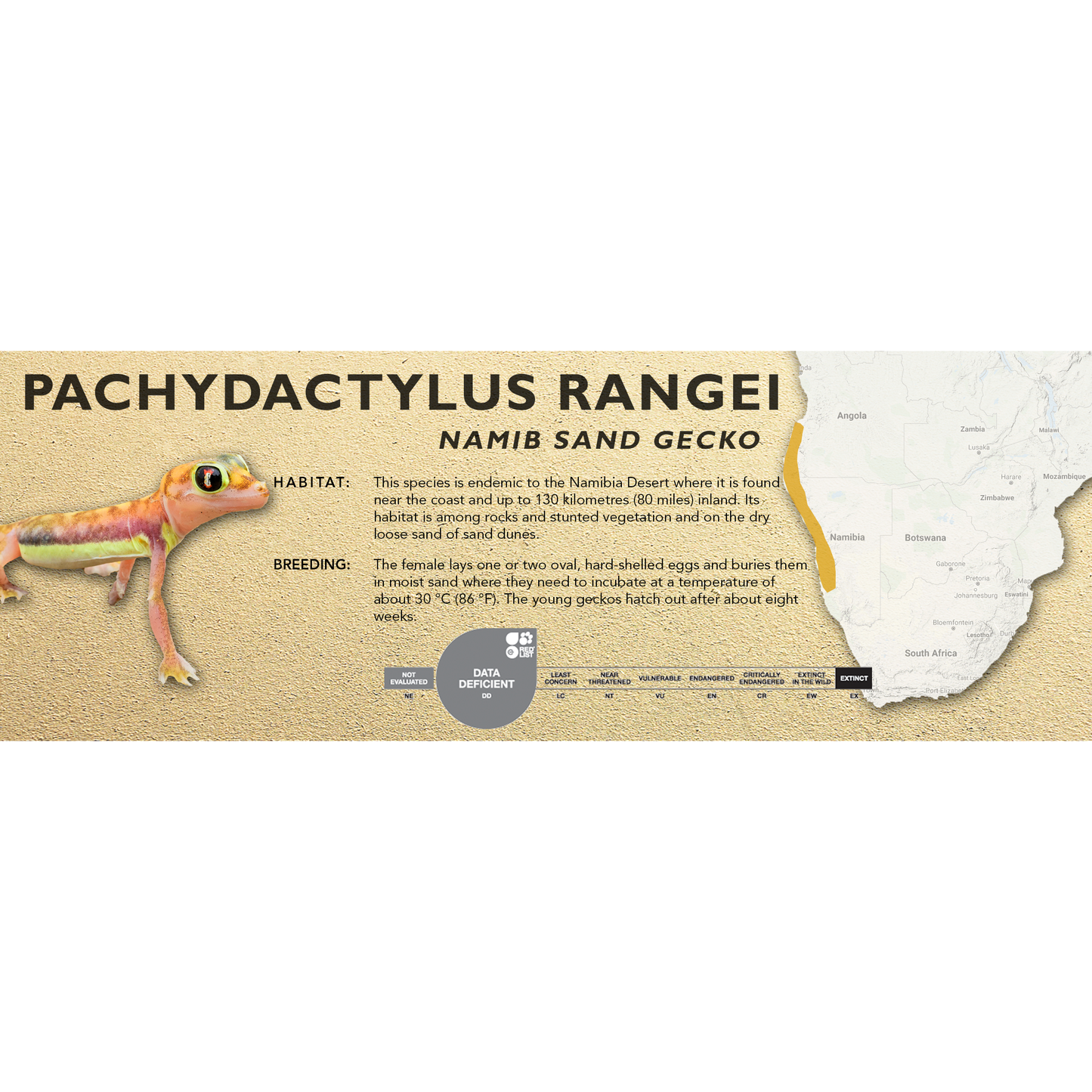 Namib Sand Gecko (Pachydactylus rangei) Classic Vivarium Label