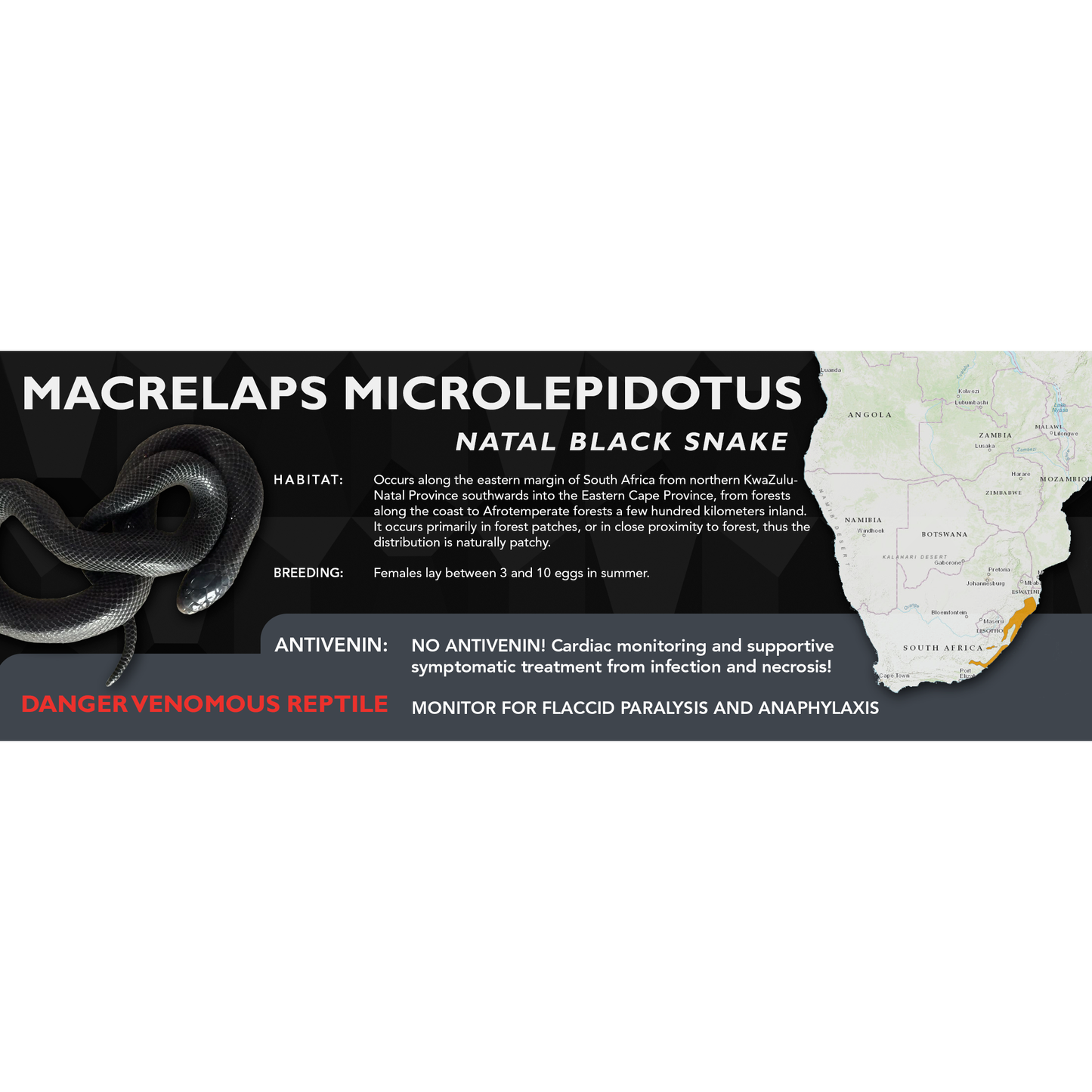 Natal Black Snake (Macrelaps microlepidotus) Classic Vivarium Label