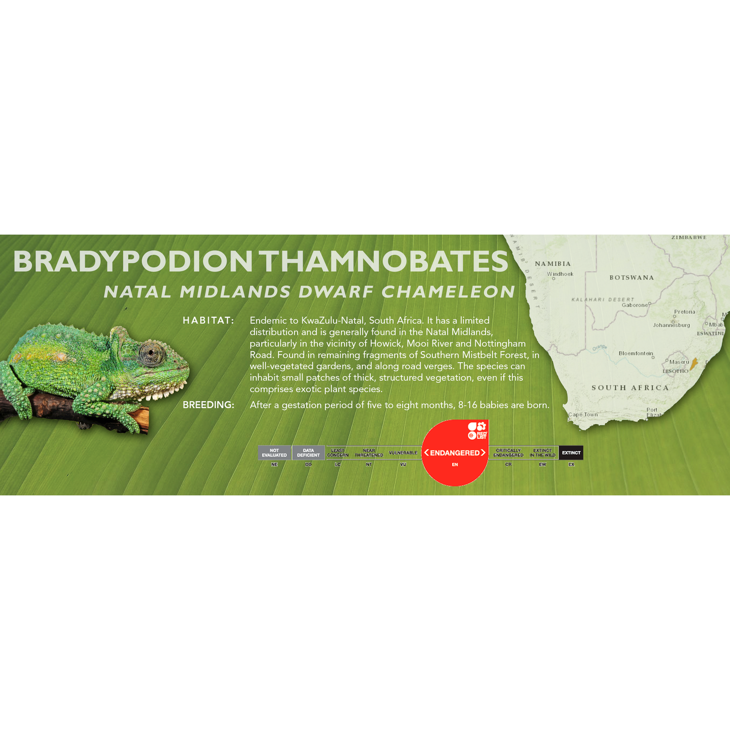 Natal Midlands Dwarf Chameleon (Bradypodion thamnobates) Classic Vivarium Label