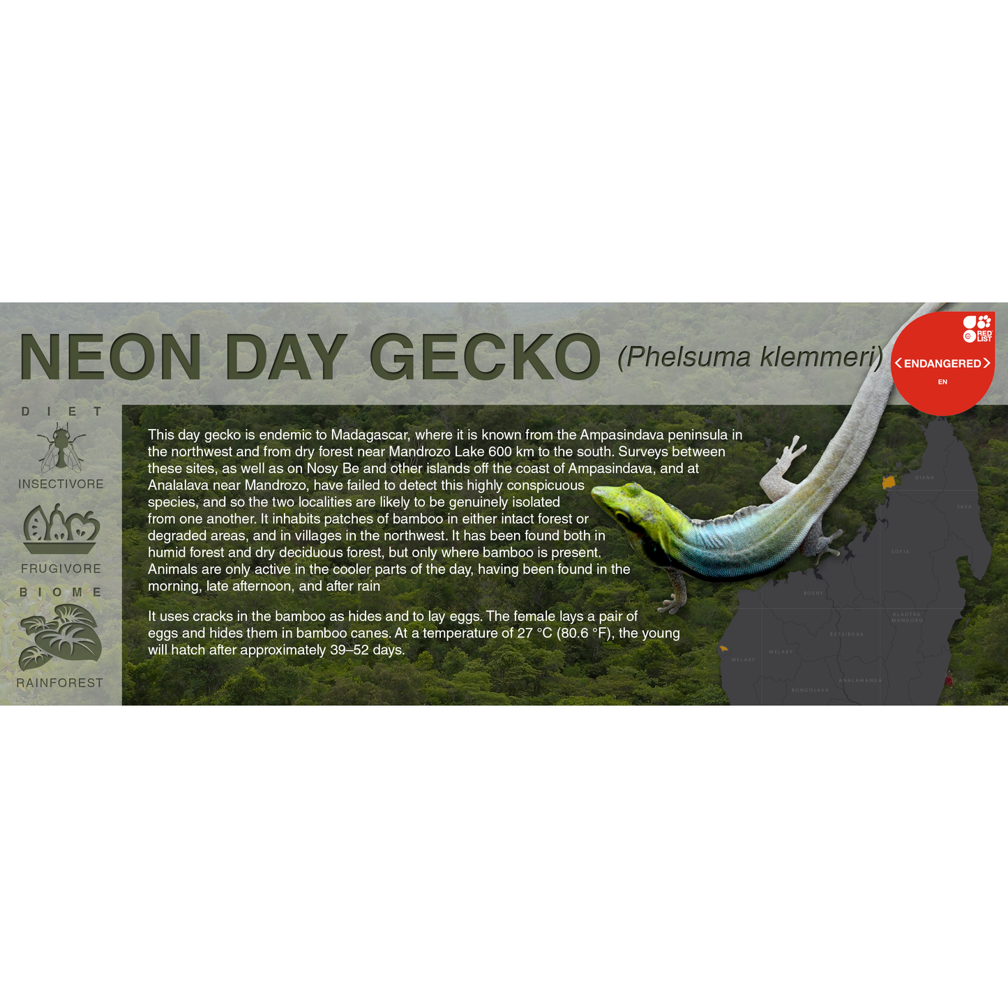 Neon Day Gecko (Phelsuma klemmeri) - Black Series Vivarium Label
